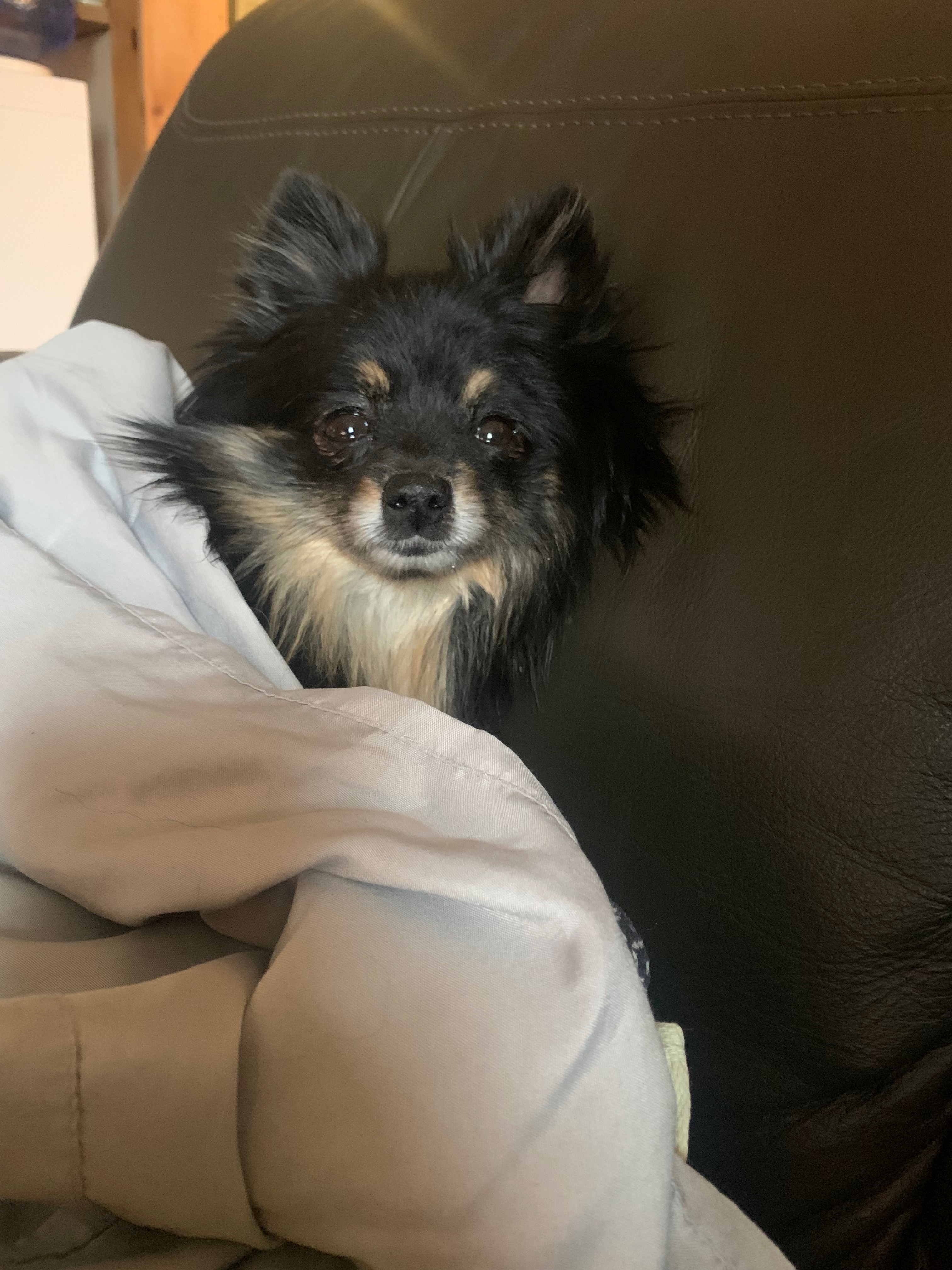 Help Little Bit Recover from Her Injury campaign photo, 5 of 8