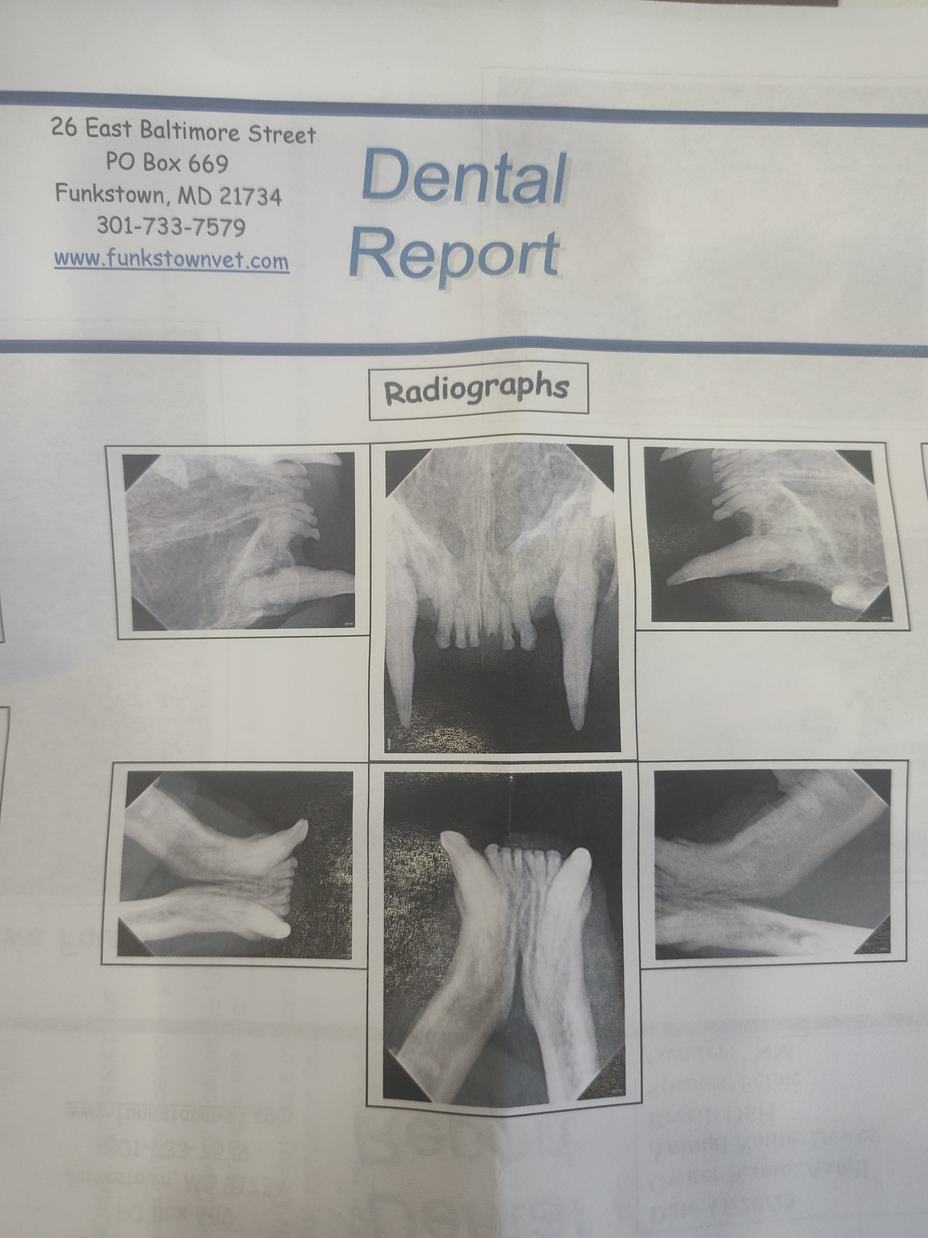 Help Dewey Get Essential Dental Surgery campaign photo, 2 of 4