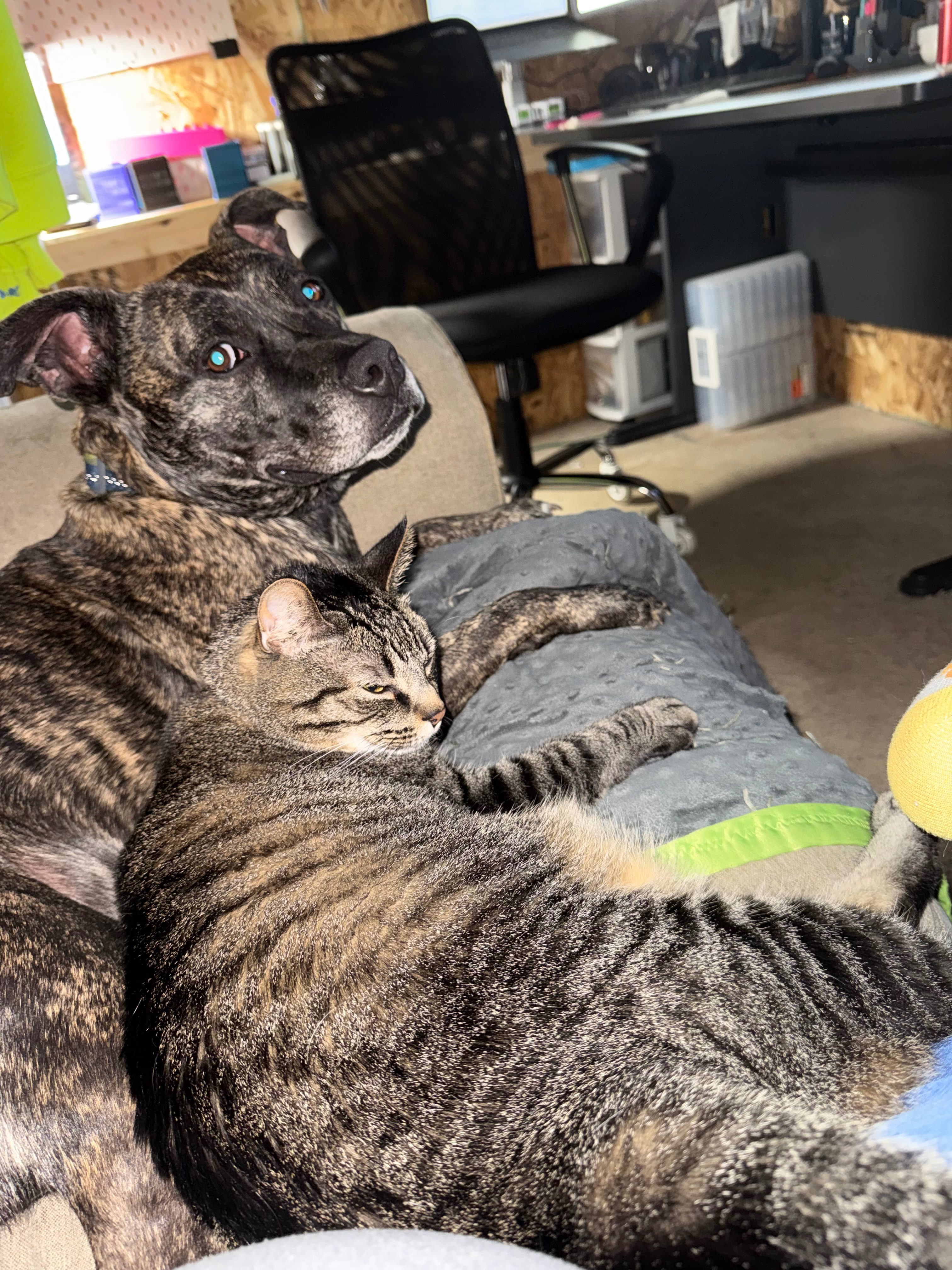 Support Frank's Urgent Tumor Removal campaign photo, 2 of 6
