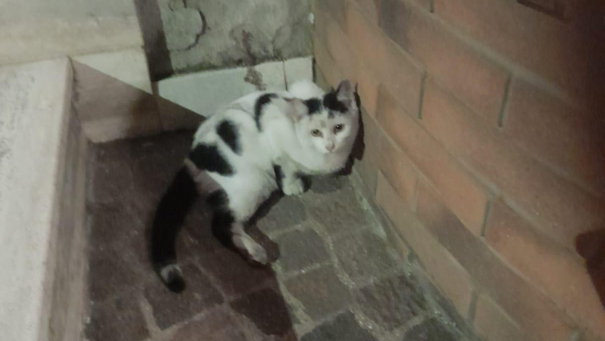 Donate per DIAMANTE pinned link photo