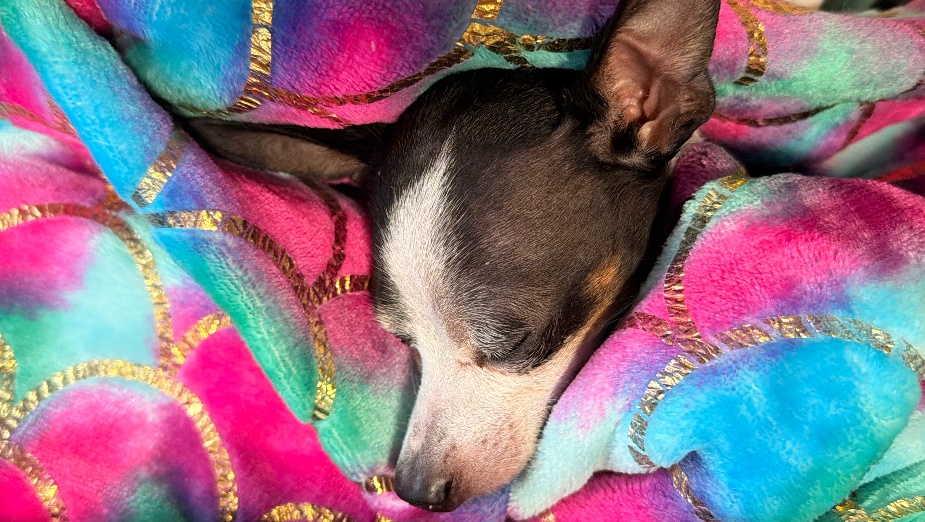 Help Domino Overcome Kidney Disease photo