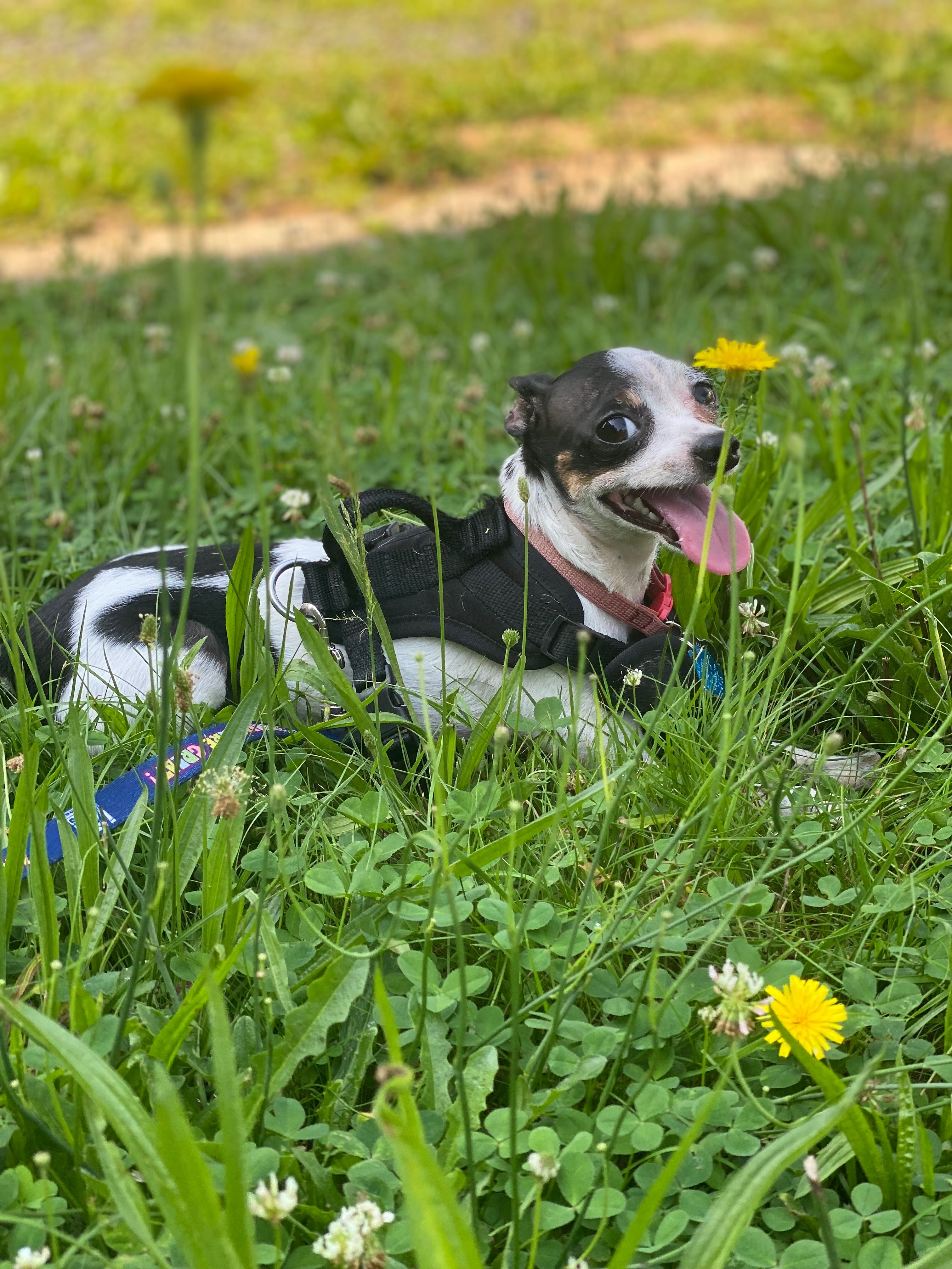 Help Domino Overcome Kidney Disease campaign photo, 2 of 7