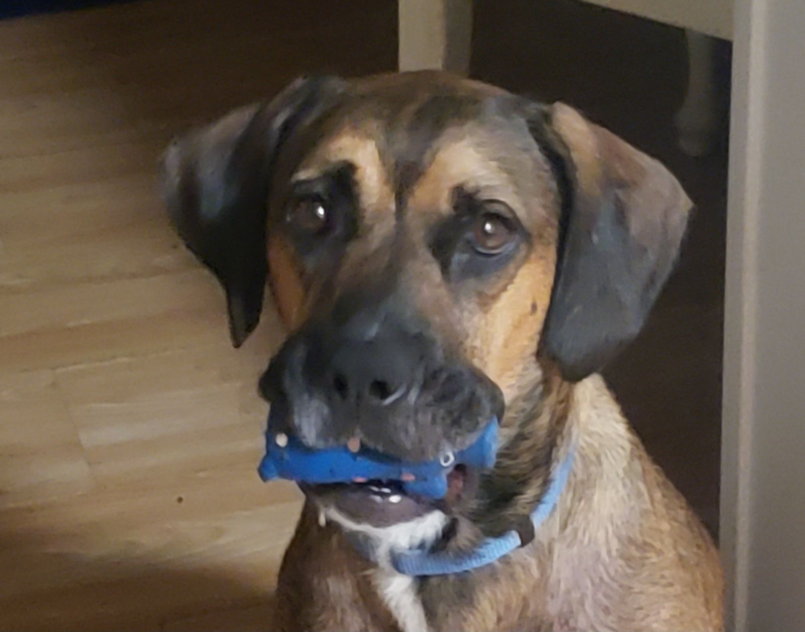 Help Gladys Heal After Dog Attack  & Find Her Forever Home campaign photo, 7 of 8