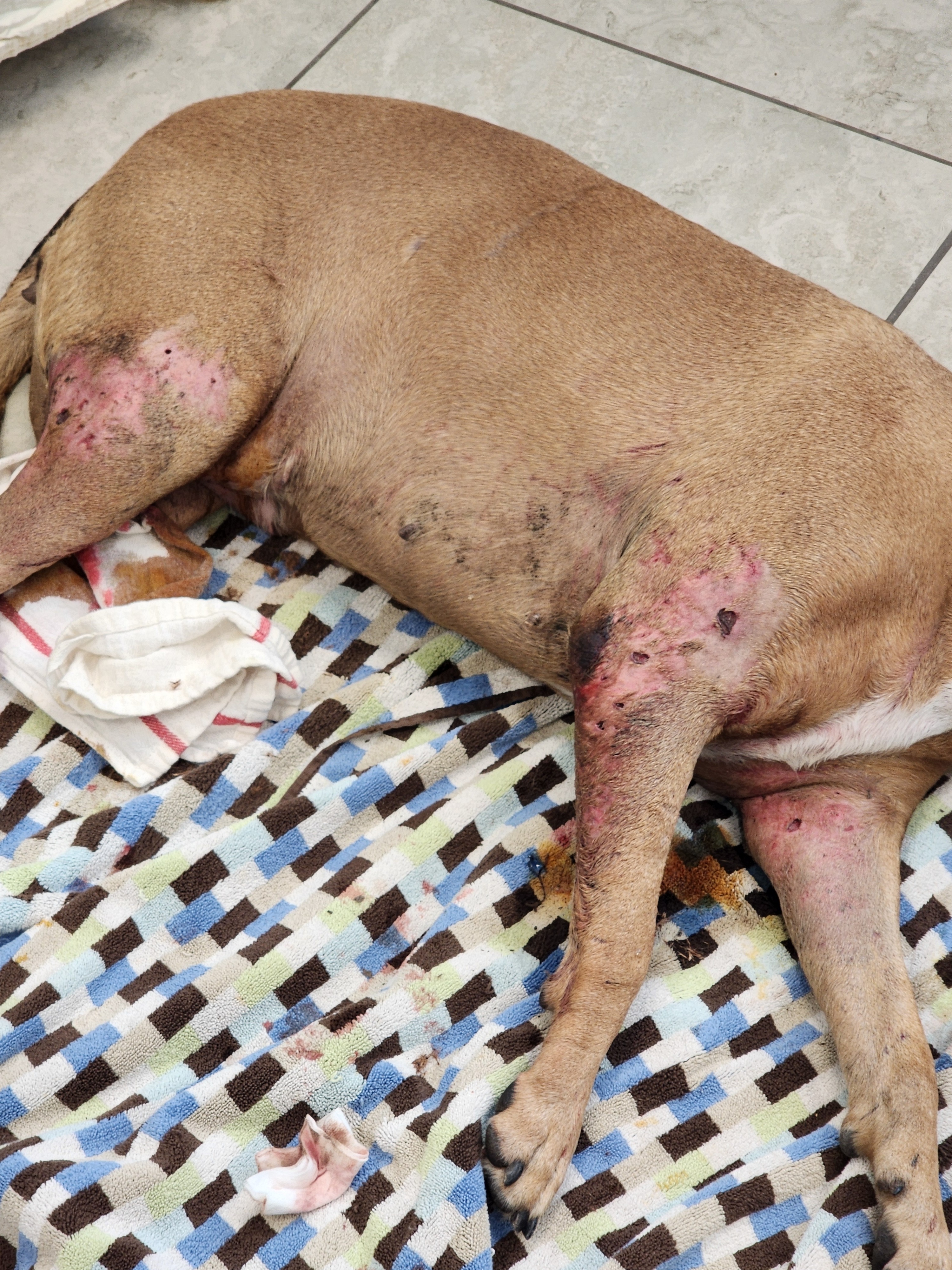 Help Gladys Heal After Dog Attack  & Find Her Forever Home campaign photo, 2 of 8