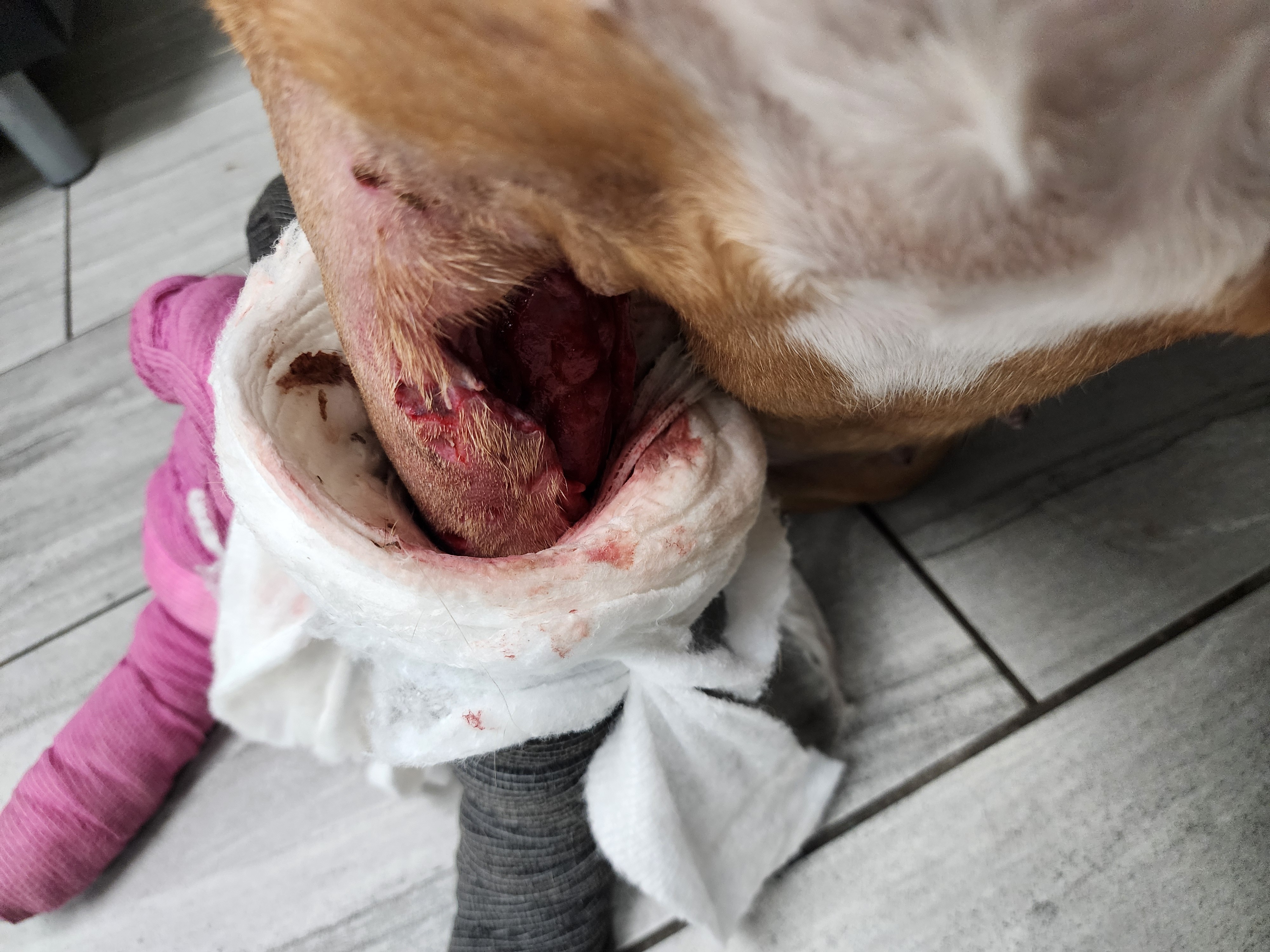 Help Gladys Heal After Dog Attack  & Find Her Forever Home campaign photo, 4 of 8