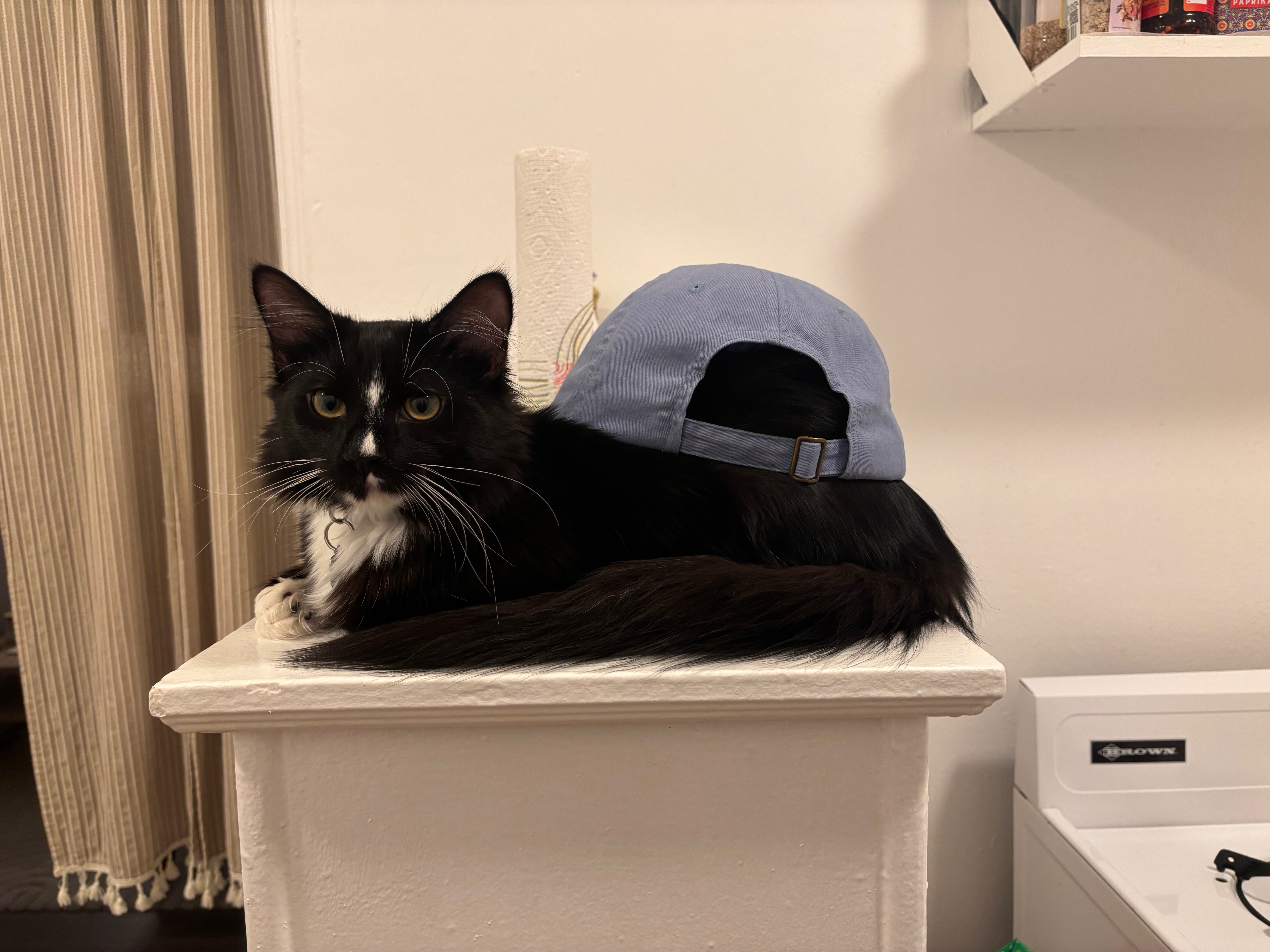 Help Chickpea Recover from Heart Condition campaign photo, 4 of 7
