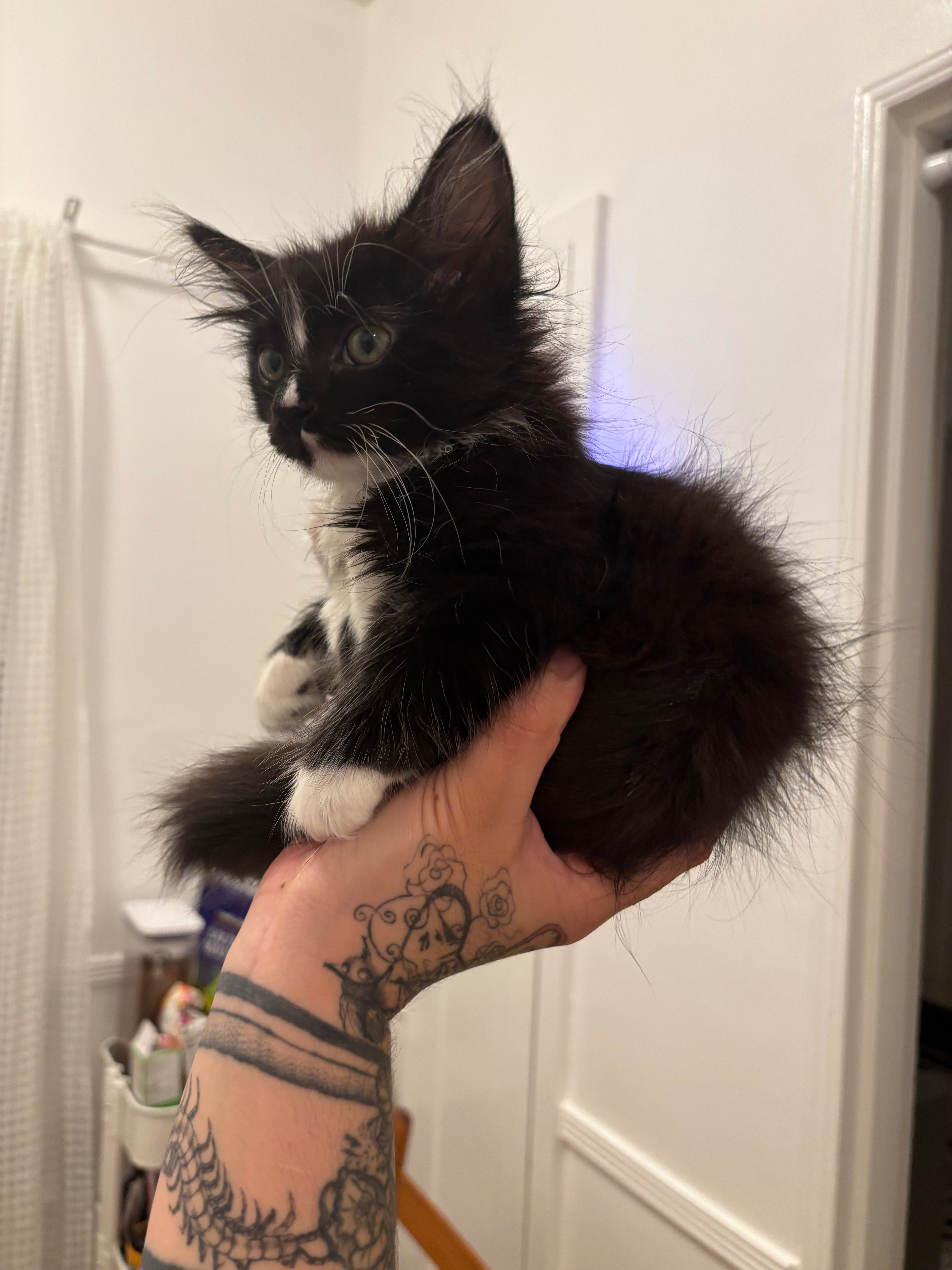 Help Chickpea Recover from Heart Condition campaign photo, 2 of 7