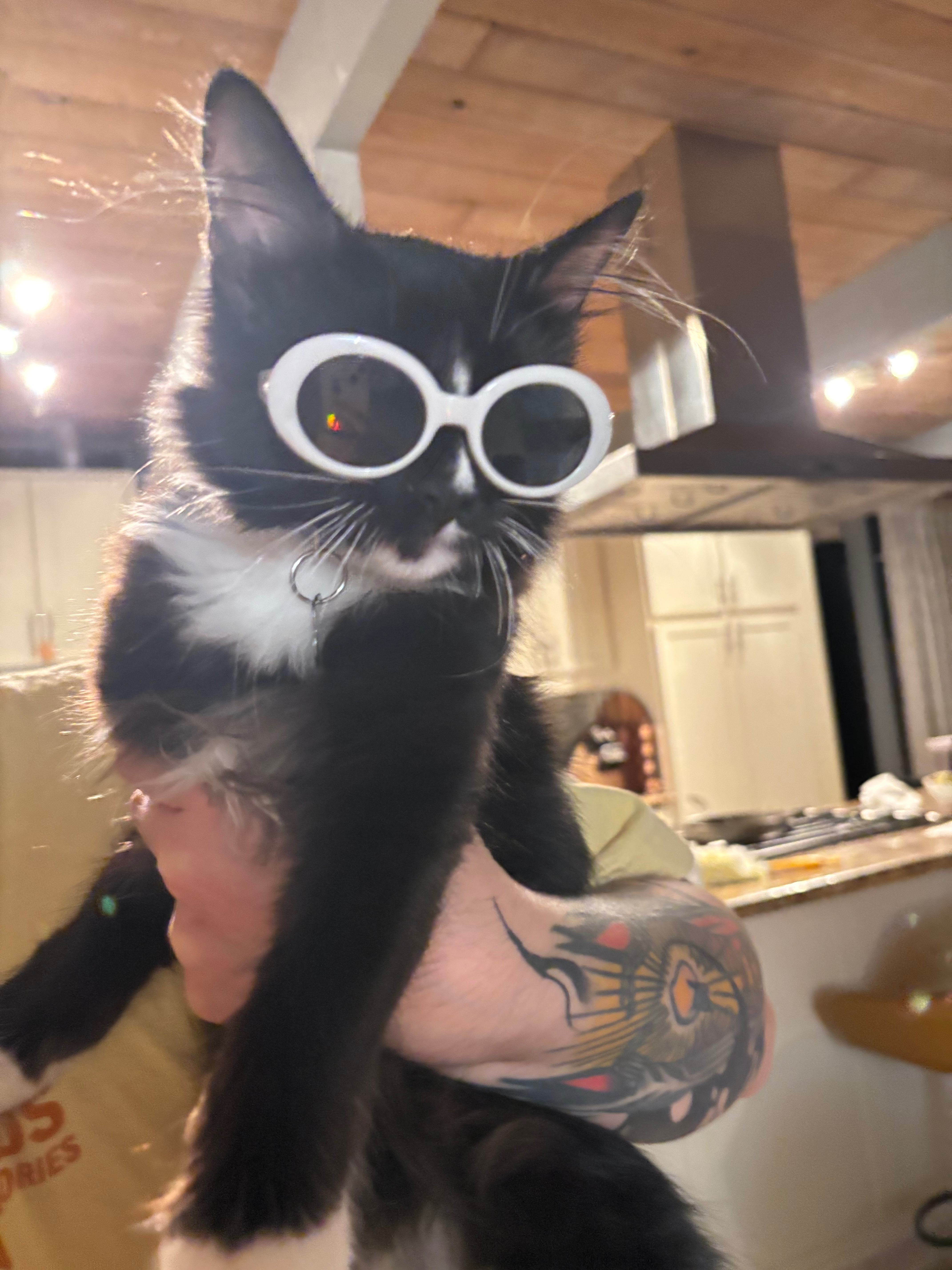 Help Chickpea Recover from Heart Condition campaign photo, 5 of 7