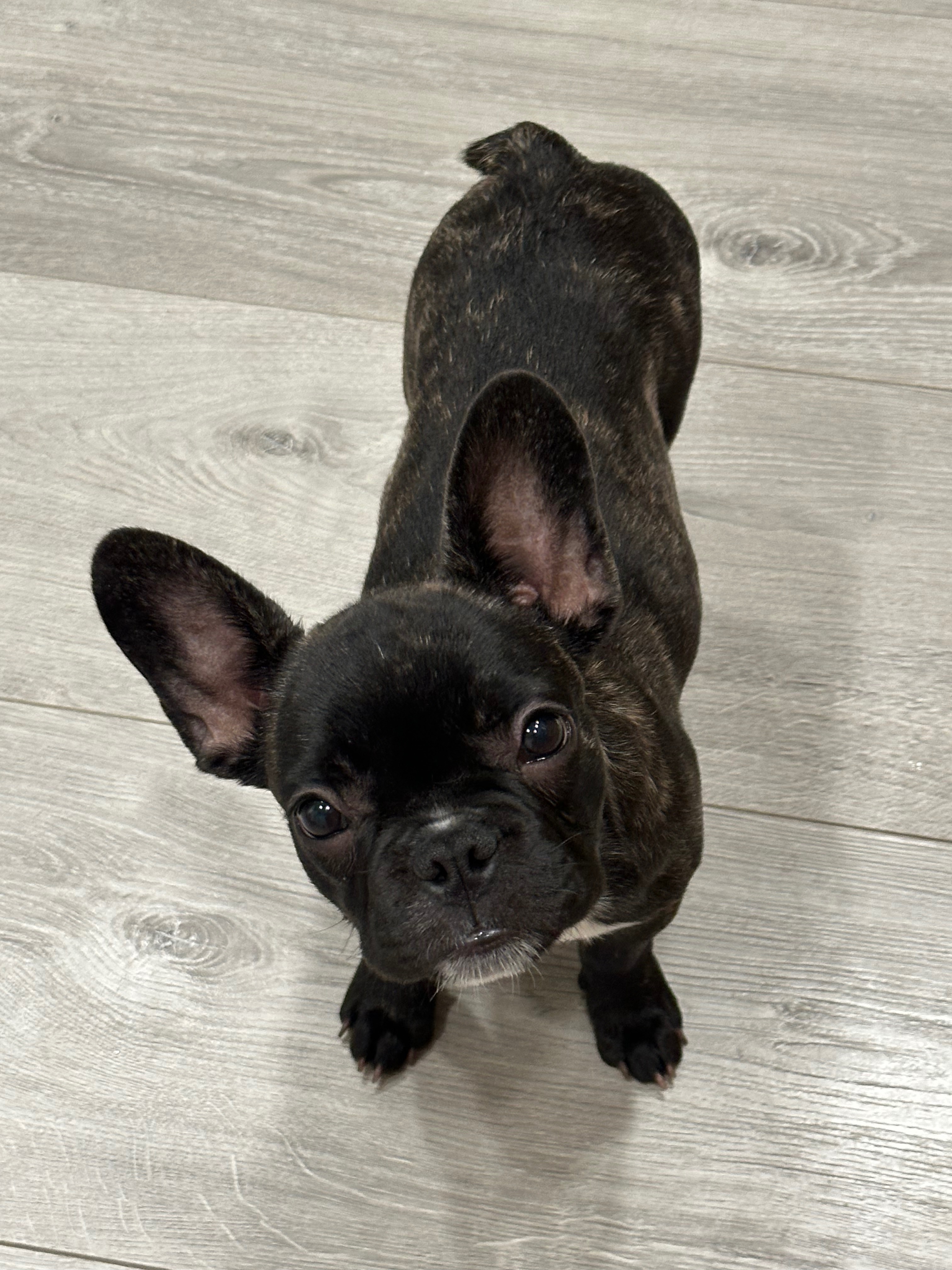 Help Me Give Gremmy a Chance: Fund Her Heart Procedure campaign photo, 7 of 8