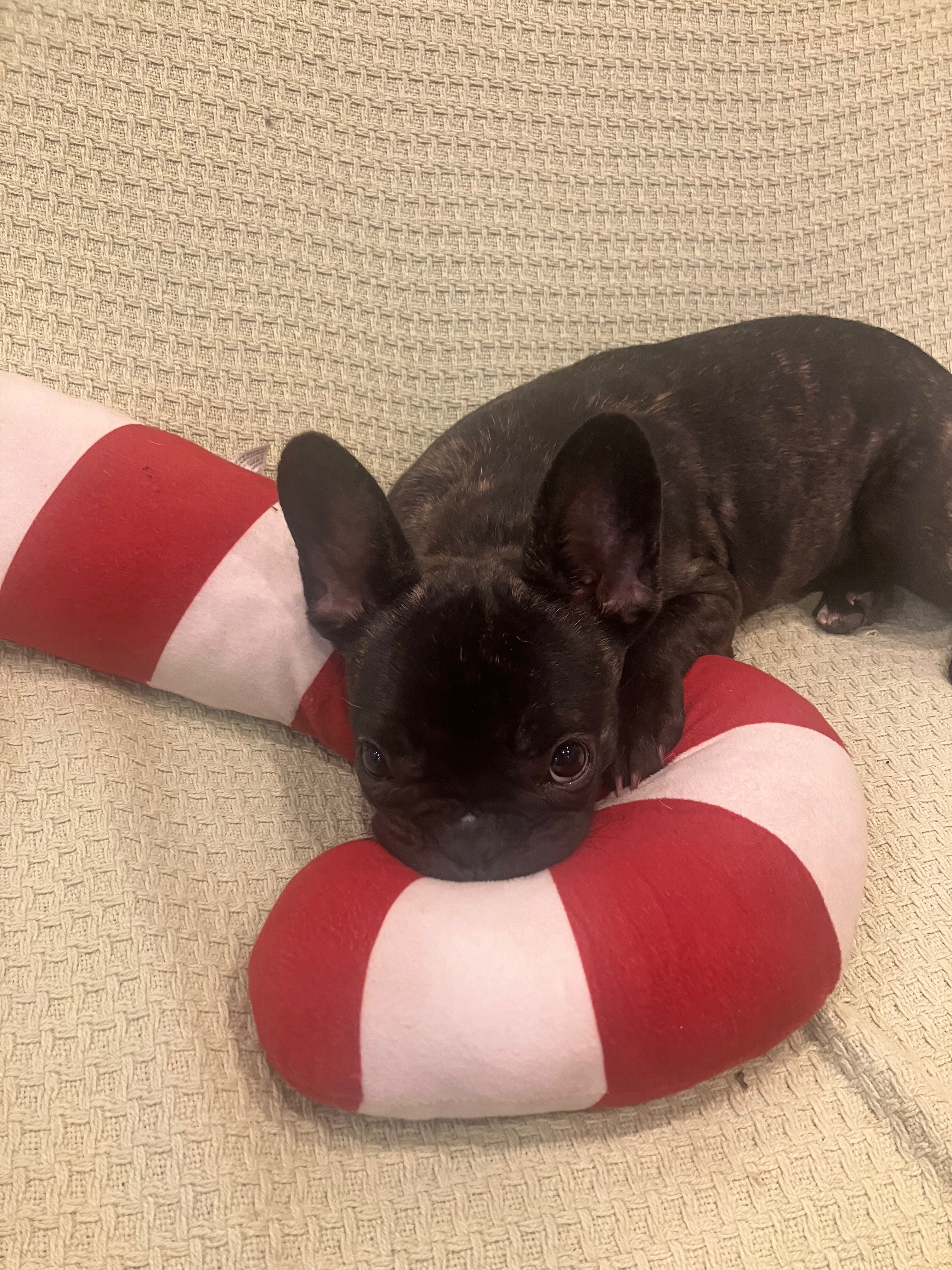 Help Me Give Gremmy a Chance: Fund Her Heart Procedure campaign photo, 4 of 8