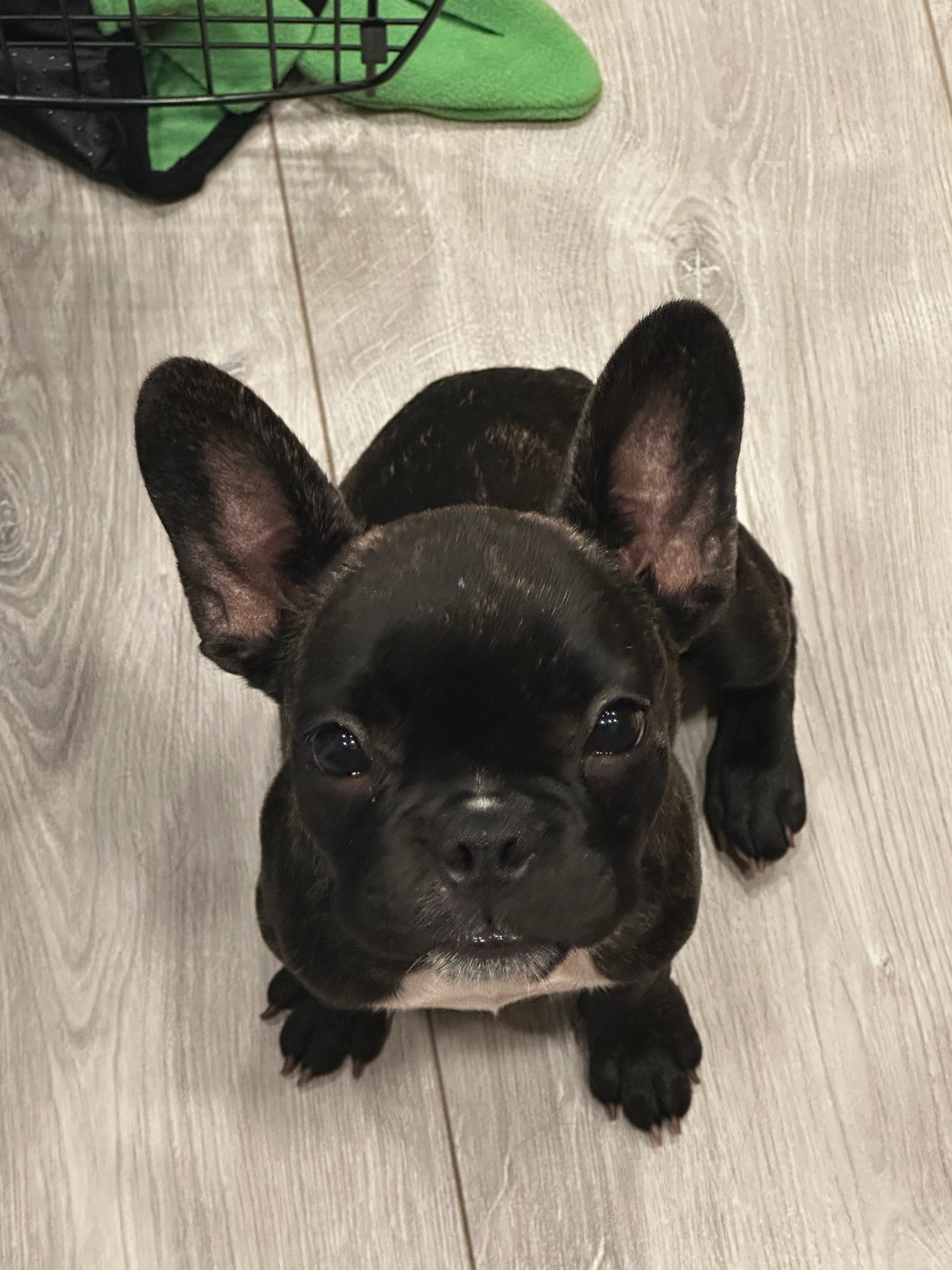 Help Me Give Gremmy a Chance: Fund Her Heart Procedure campaign photo, 5 of 8