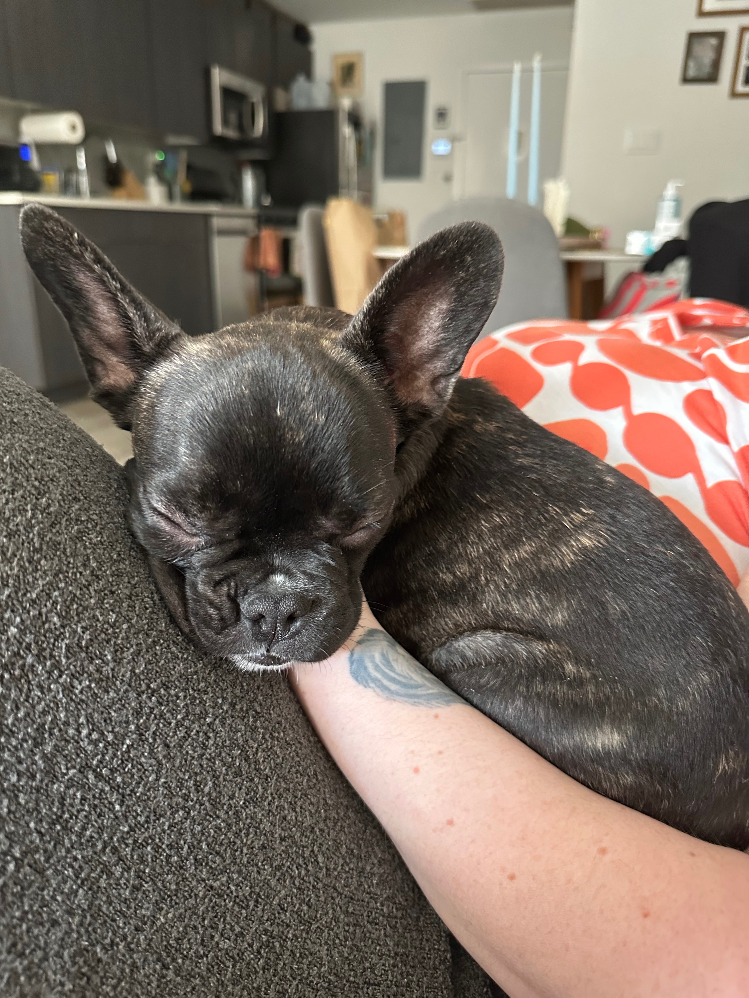 Help Me Give Gremmy a Chance: Fund Her Heart Procedure campaign photo, 6 of 8