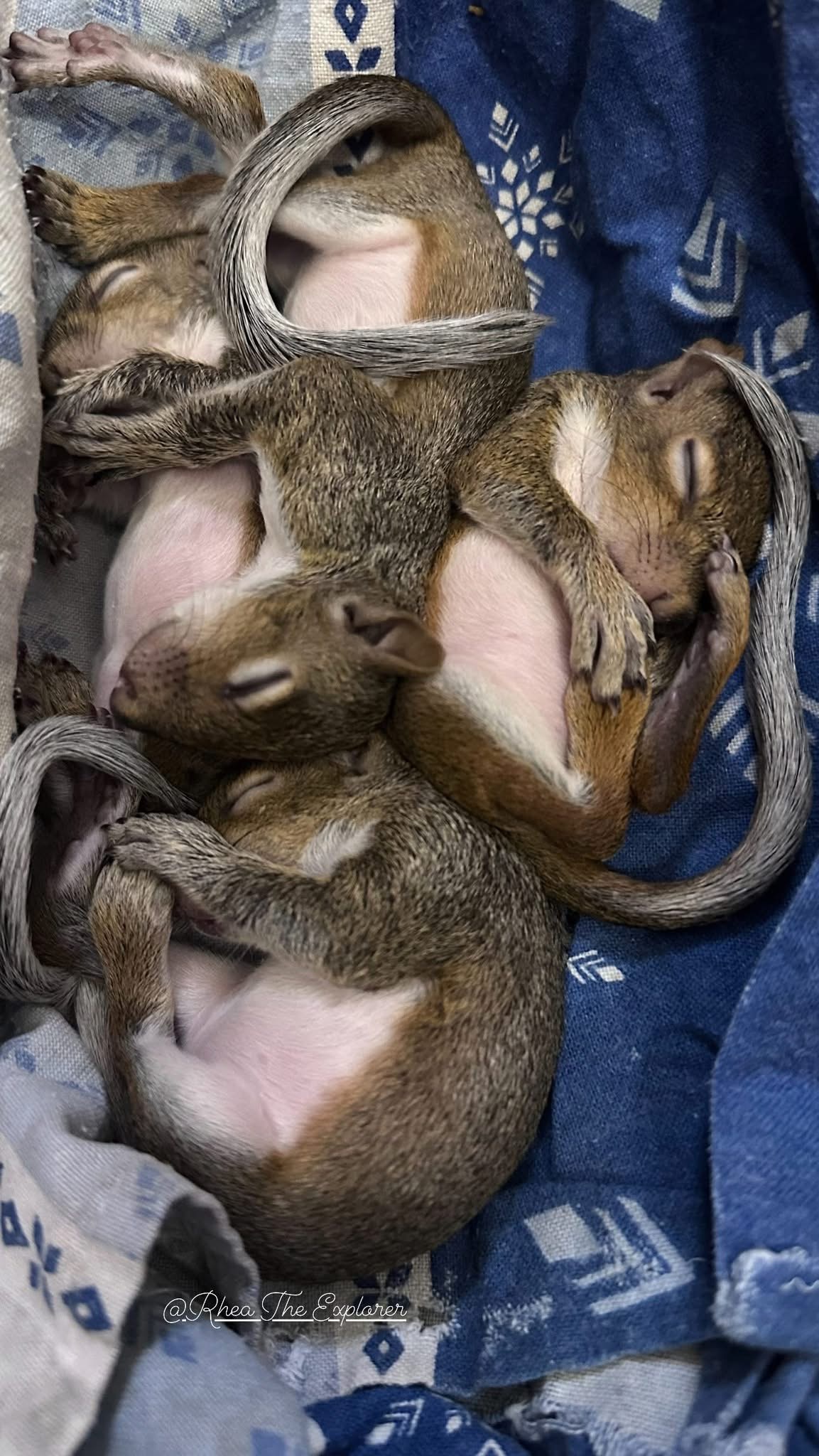 Support Our Squirrel Rescue Mission campaign photo, 7 of 8