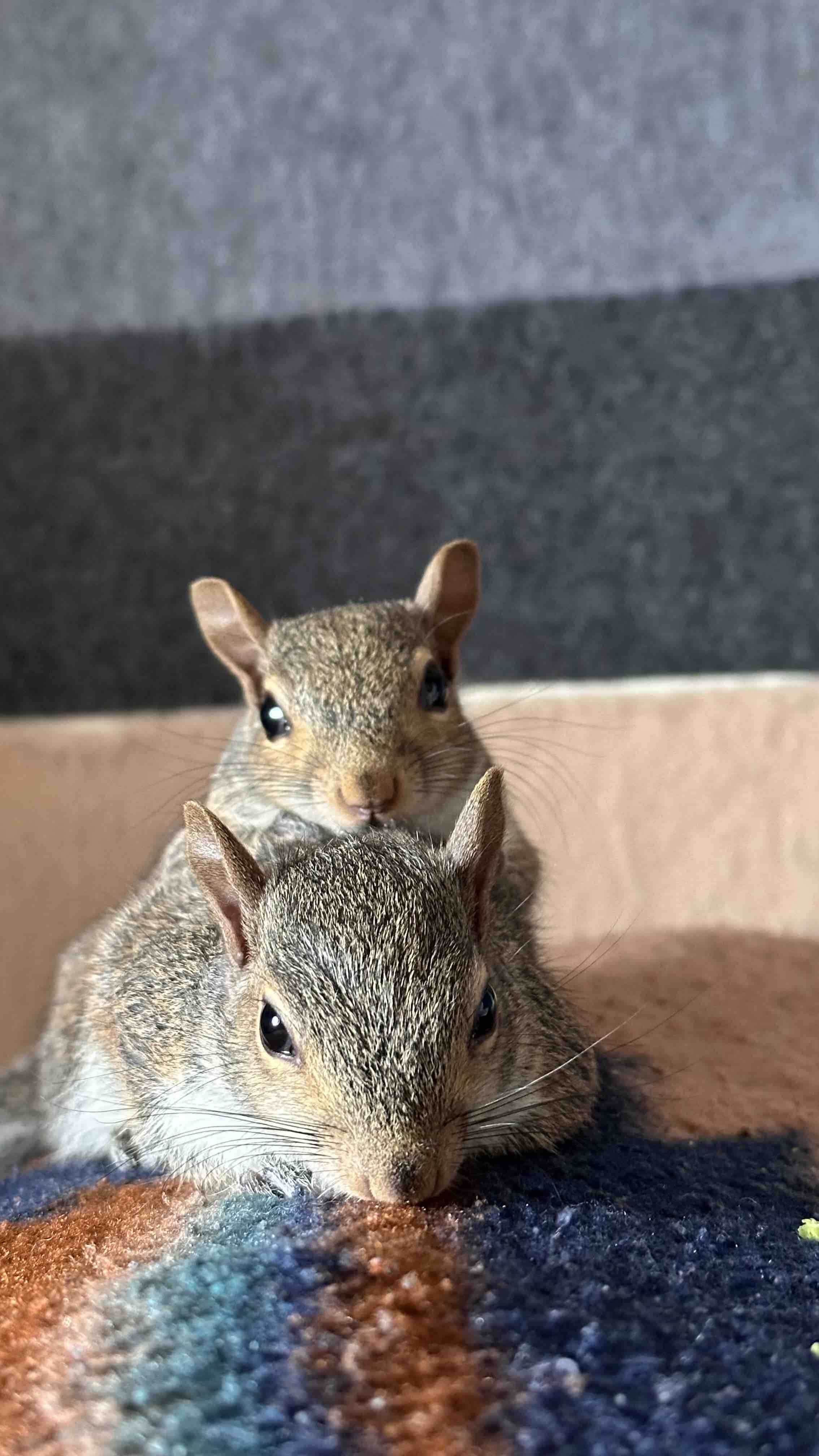 Support Our Squirrel Rescue Mission campaign photo, 2 of 8