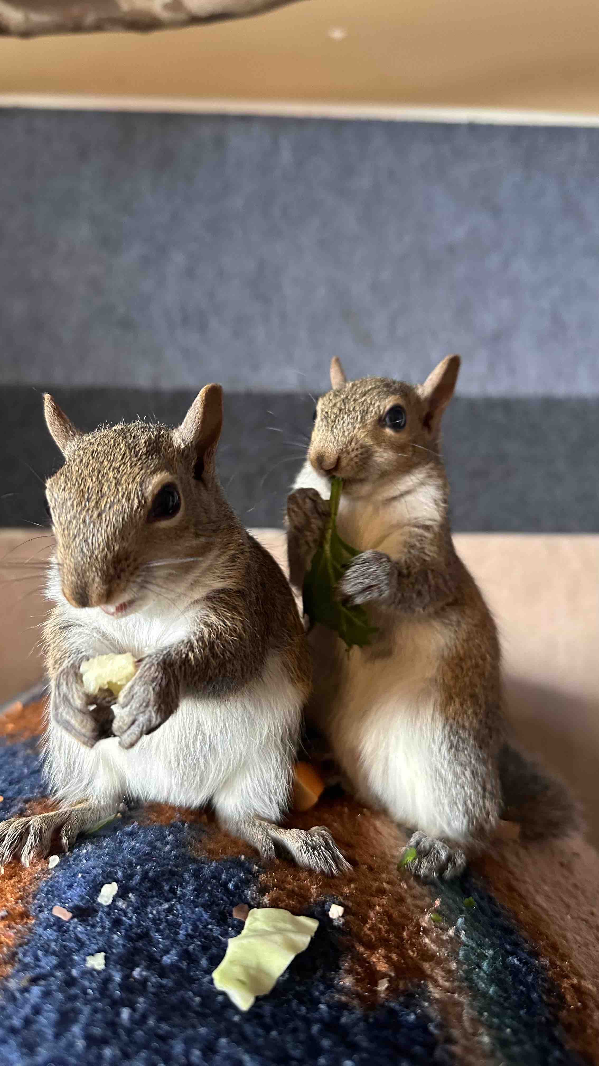 Support Our Squirrel Rescue Mission campaign photo, 4 of 8