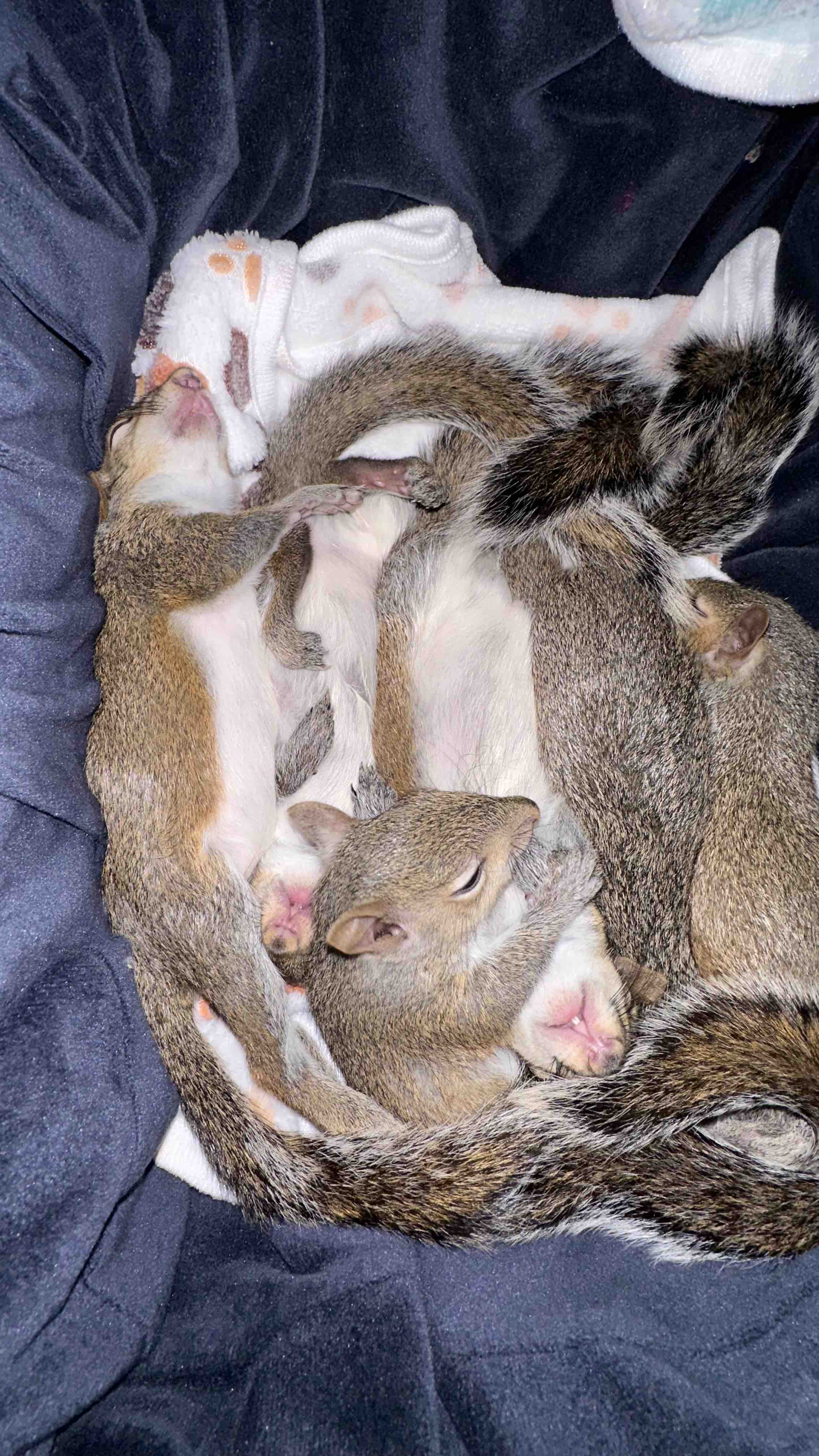 Support Our Squirrel Rescue Mission campaign photo, 5 of 8