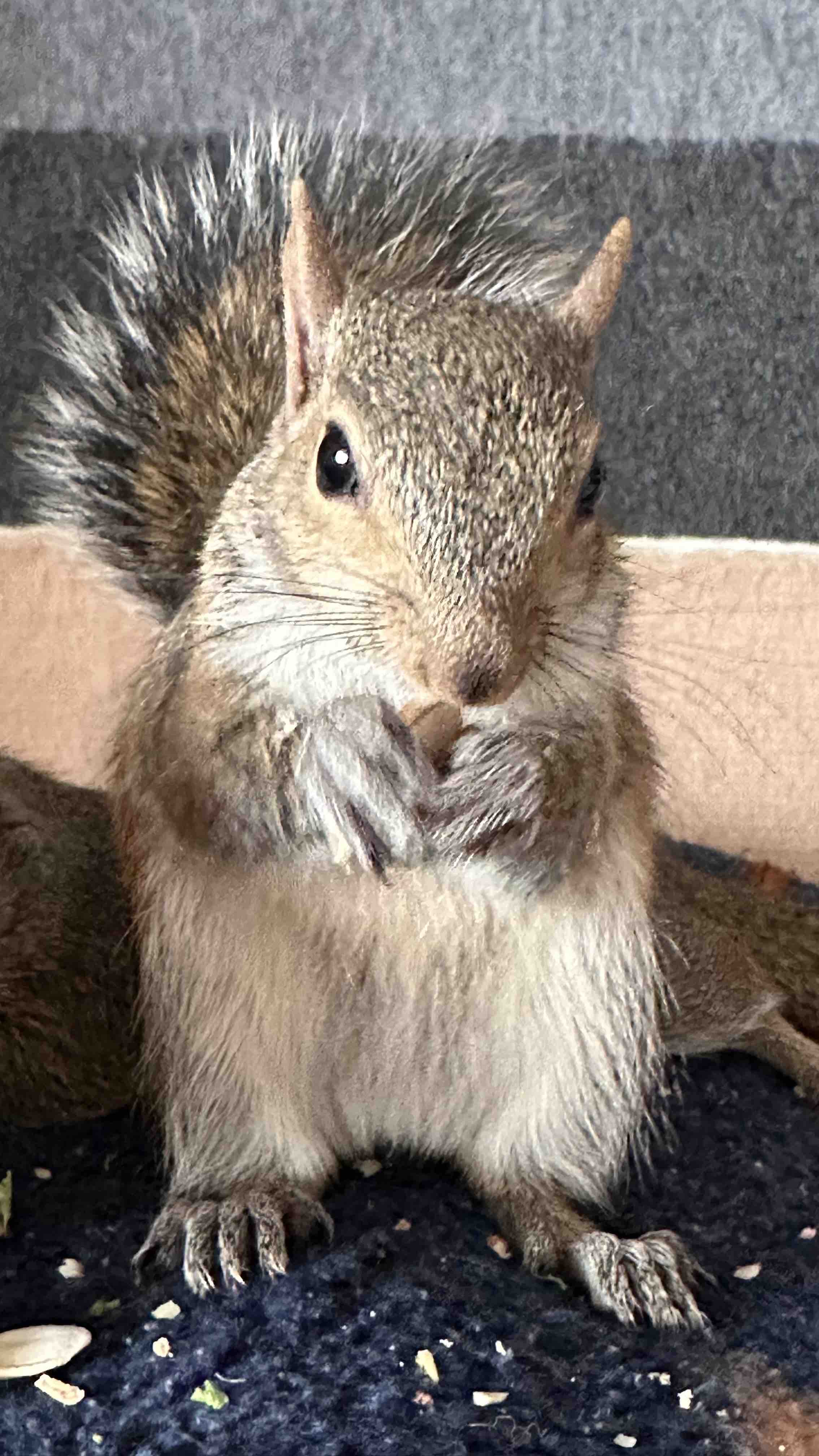 Support Our Squirrel Rescue Mission campaign photo, 6 of 8
