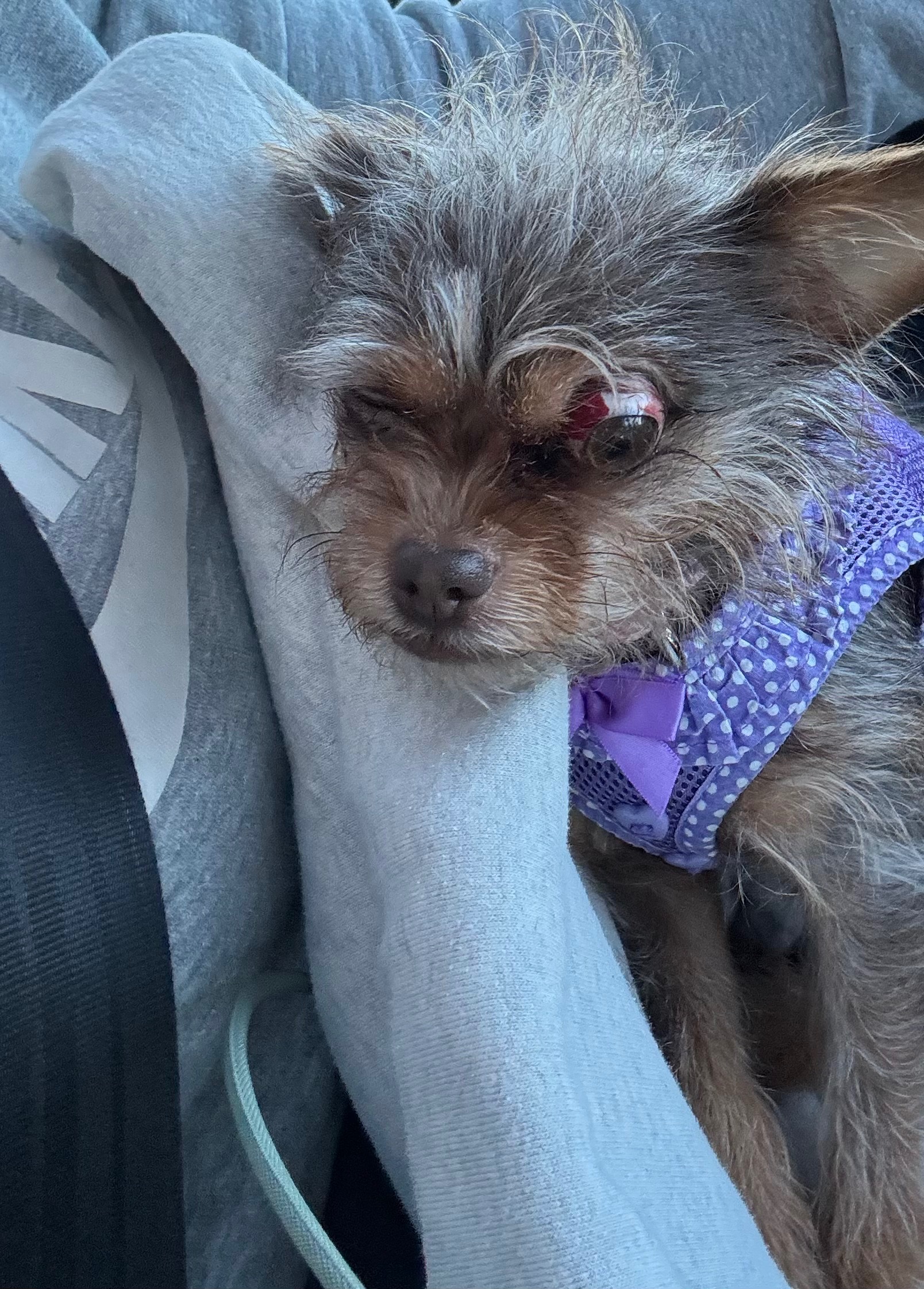 Donate for Karen's Emergency Vet Bills campaign photo, 7 of 8
