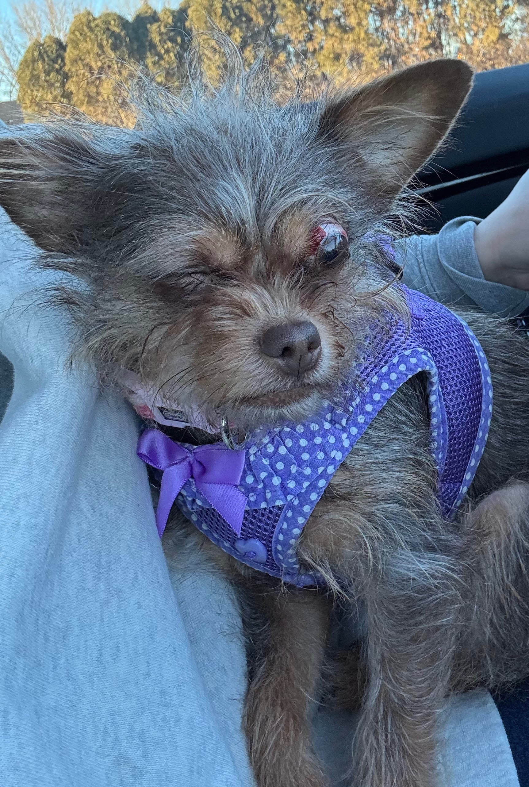 Donate for Karen's Emergency Vet Bills campaign photo, 2 of 8