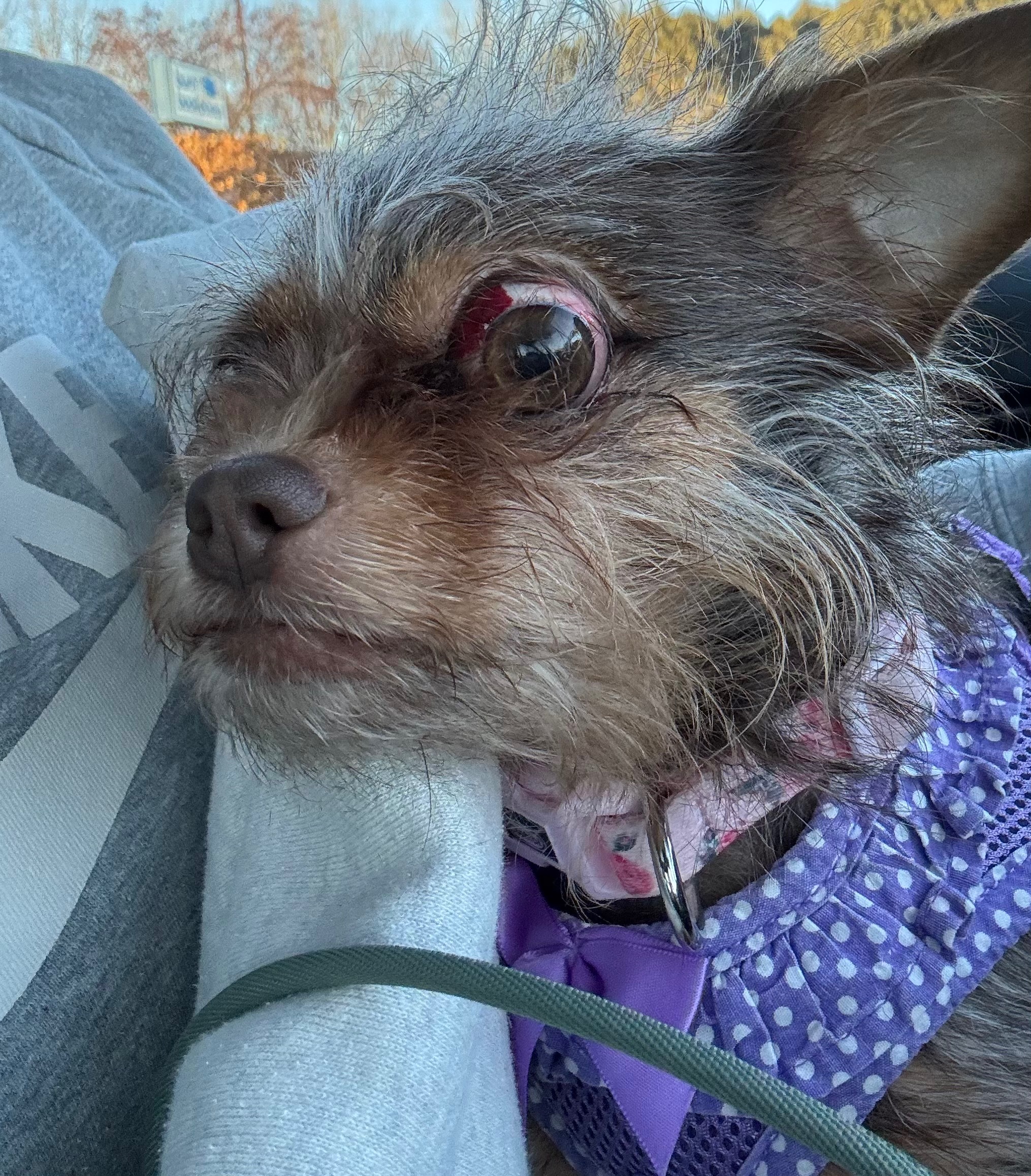 Donate for Karen's Emergency Vet Bills campaign photo, 4 of 8