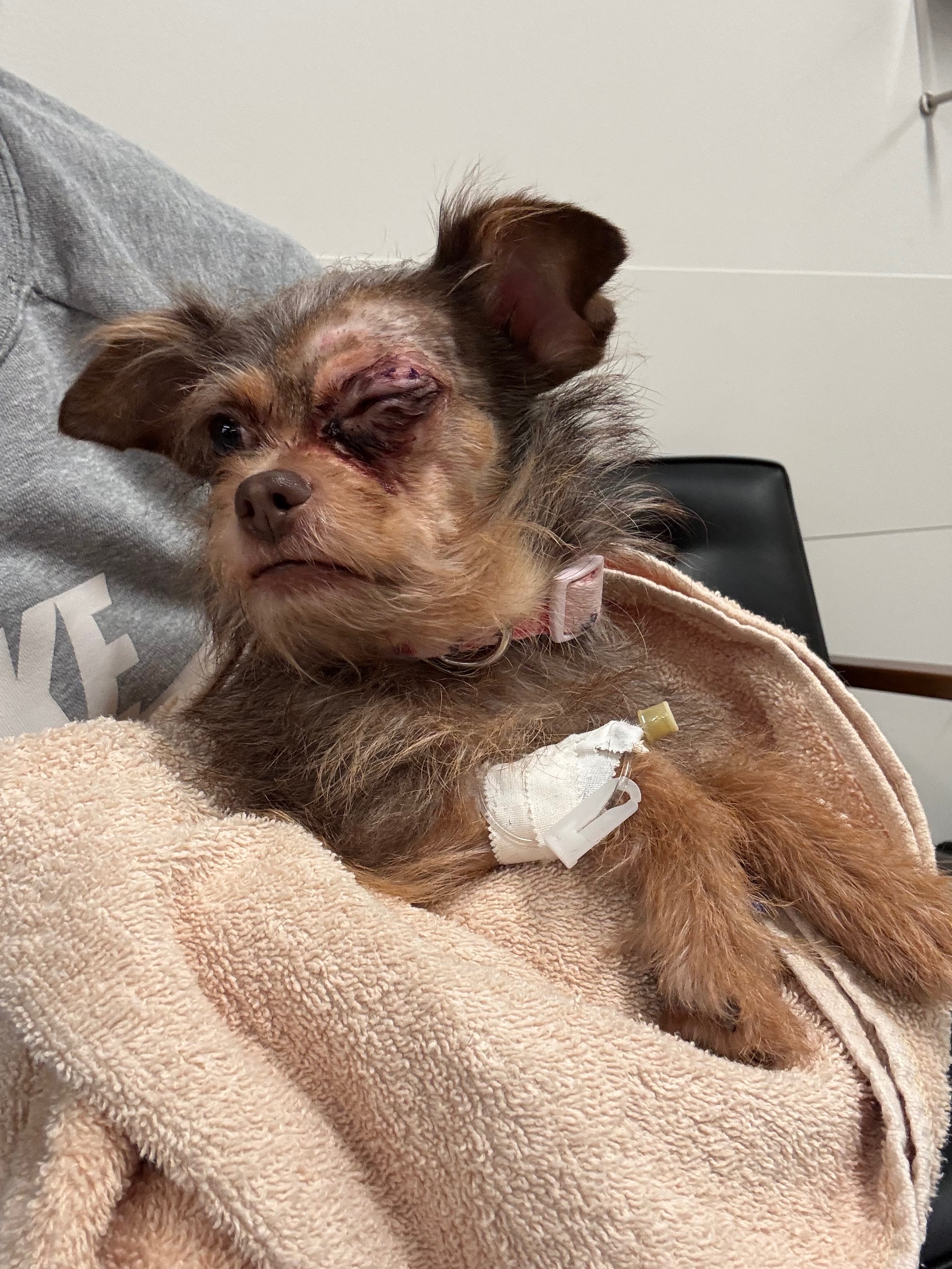 Donate for Karen's Emergency Vet Bills campaign photo, 5 of 8