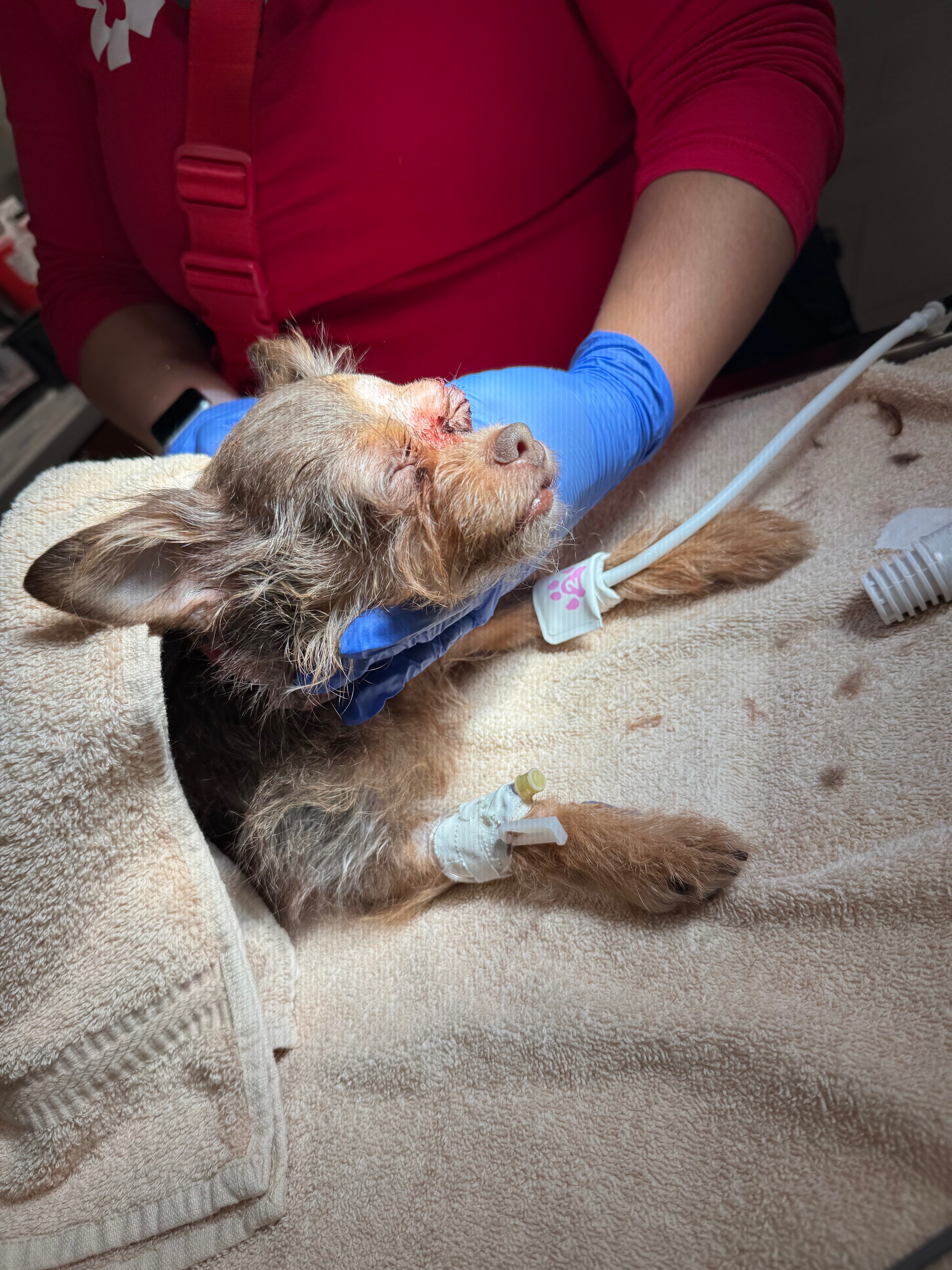 Donate for Karen's Emergency Vet Bills campaign photo, 6 of 8