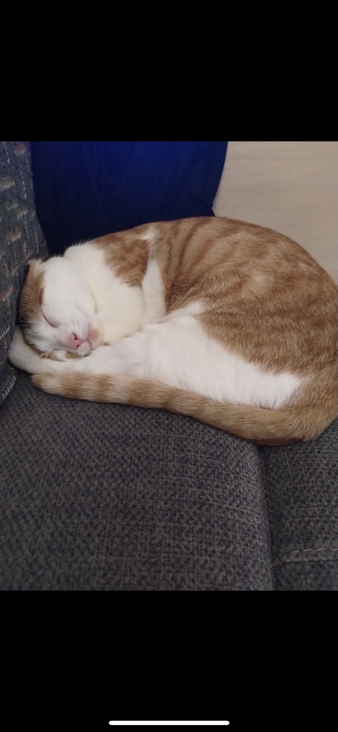 CLOSED-Help Stabilize Paisley: Lost Cat Found Critical campaign photo, 7 of 8