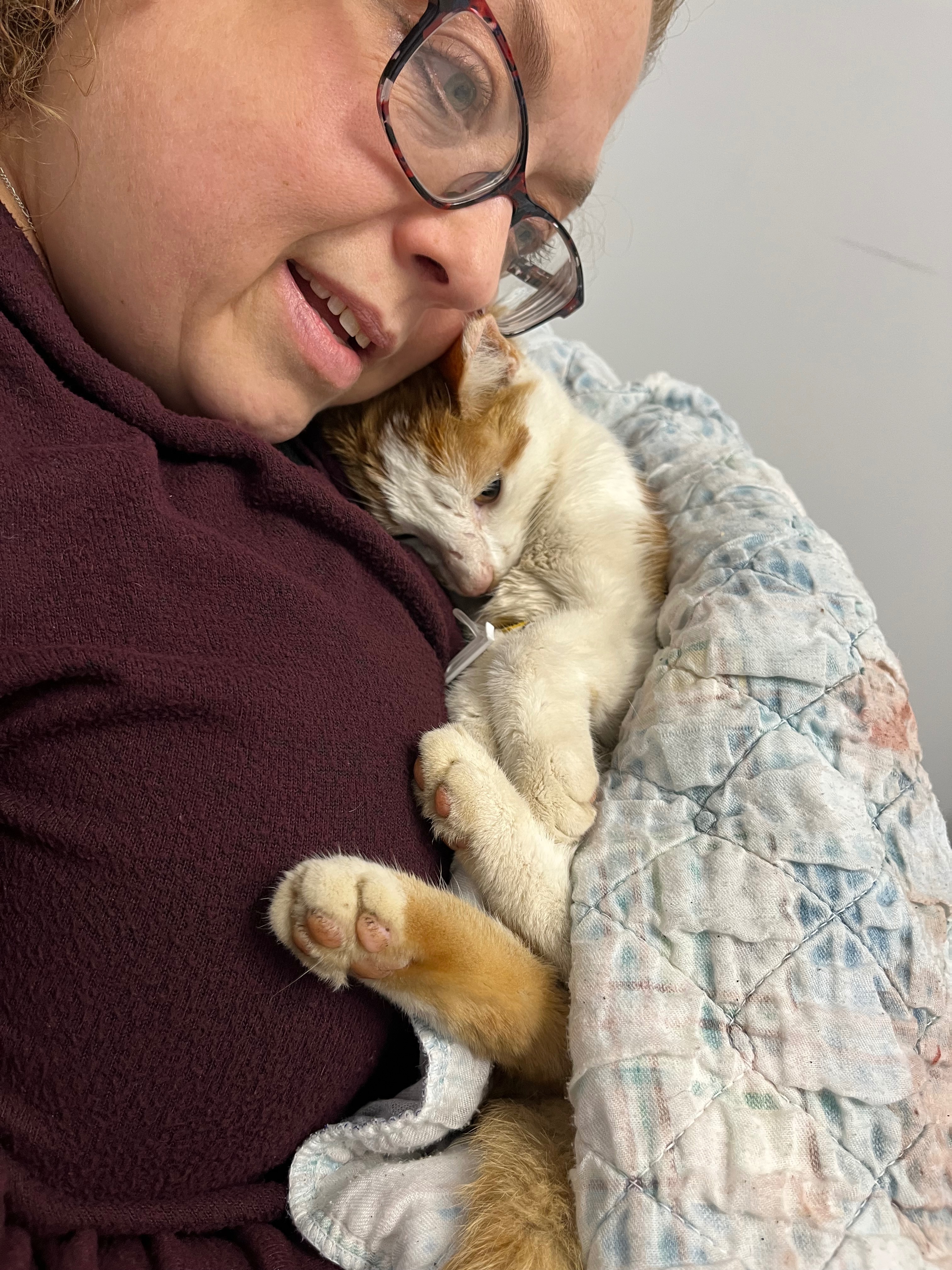 CLOSED-Help Stabilize Paisley: Lost Cat Found Critical campaign photo, 2 of 8