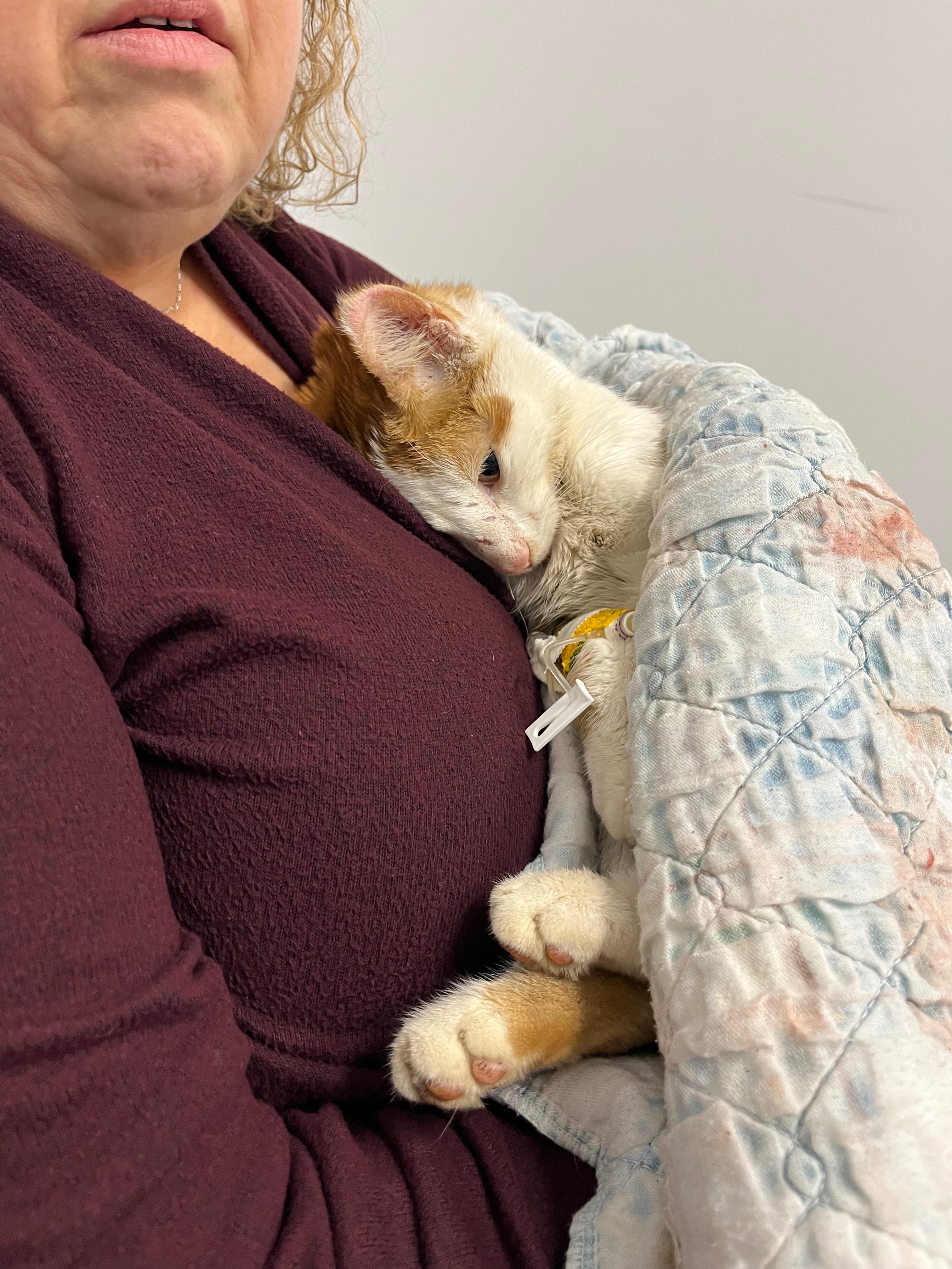 CLOSED-Help Stabilize Paisley: Lost Cat Found Critical campaign photo, 5 of 8
