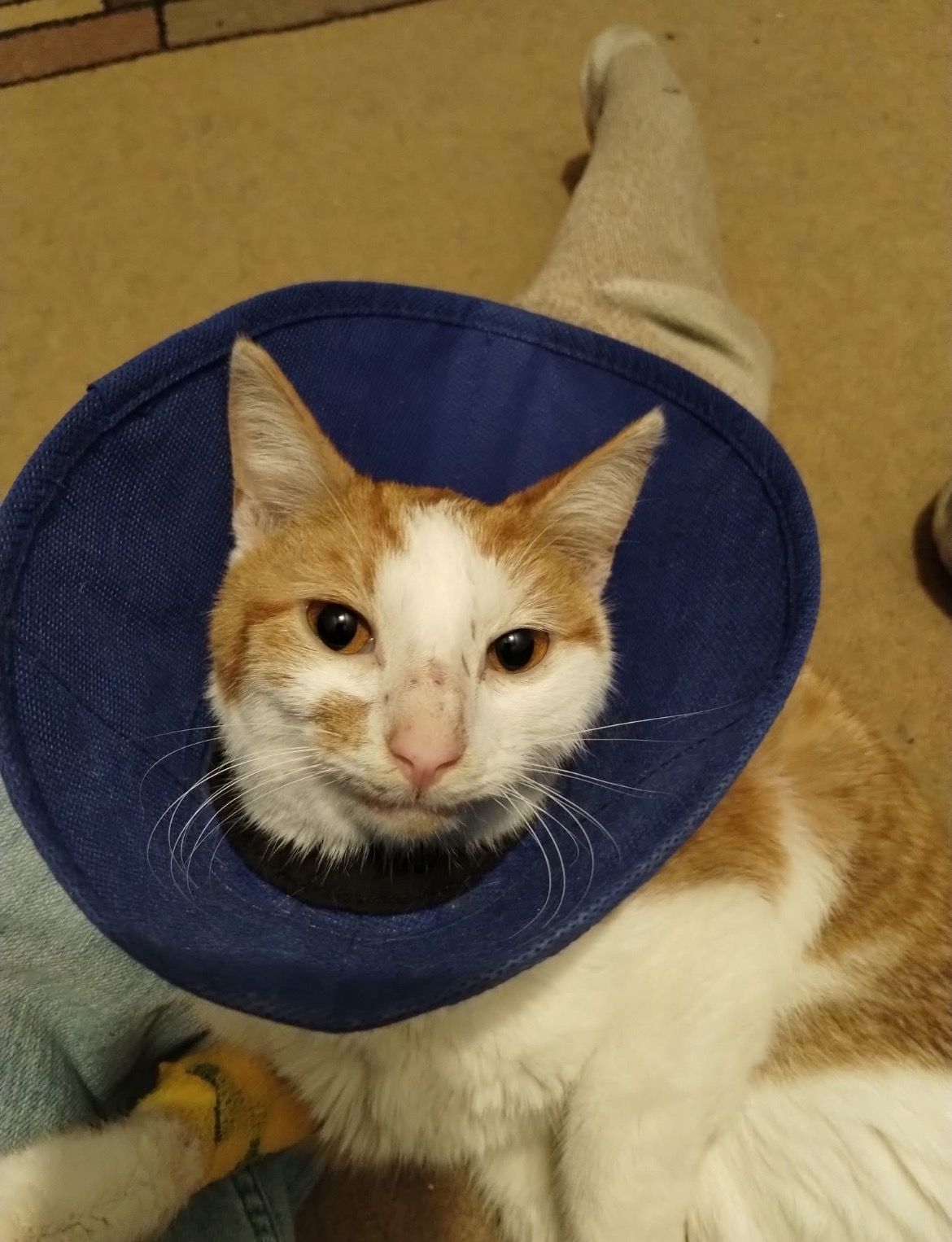 CLOSED-Help Stabilize Paisley: Lost Cat Found Critical campaign photo, 6 of 8