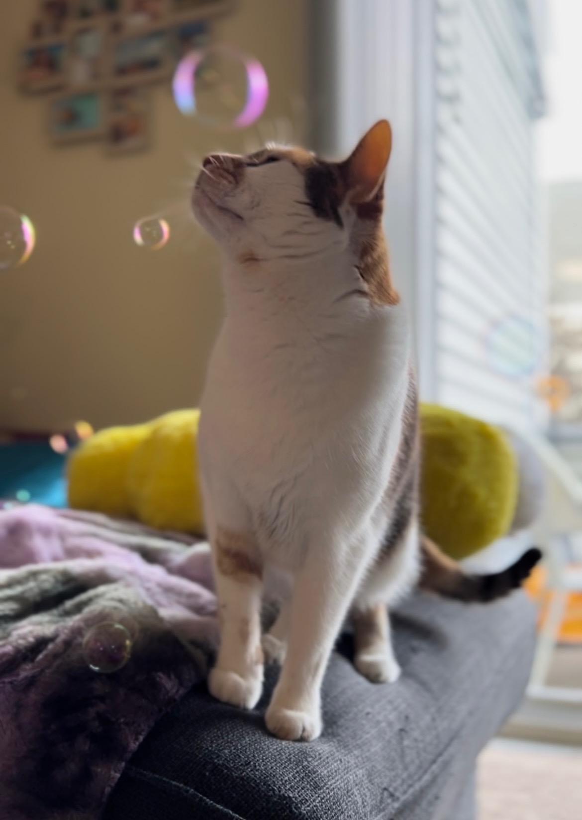 Support Pepper's Urgent Medical Needs campaign photo, 7 of 8