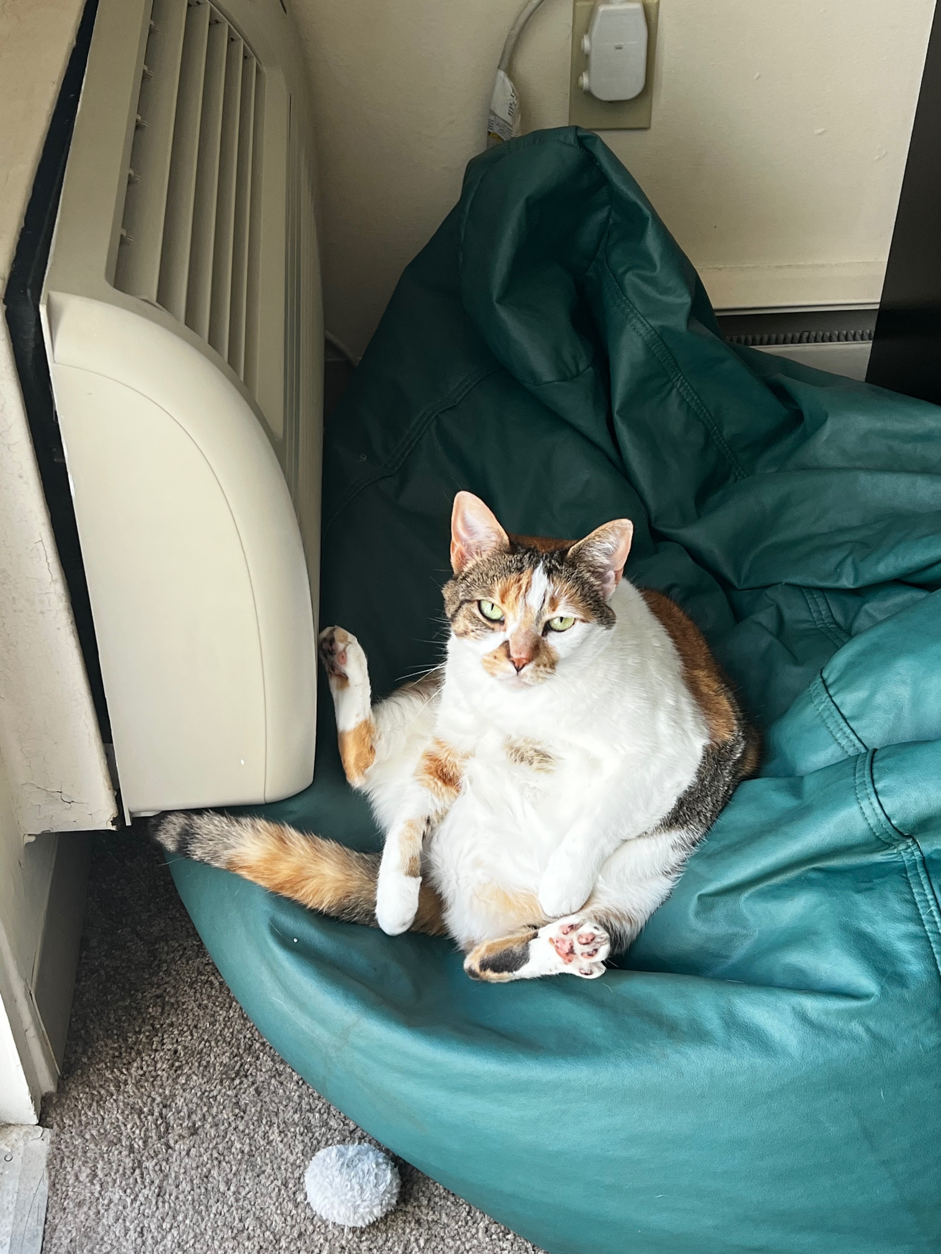 Support Pepper's Urgent Medical Needs campaign photo, 4 of 8