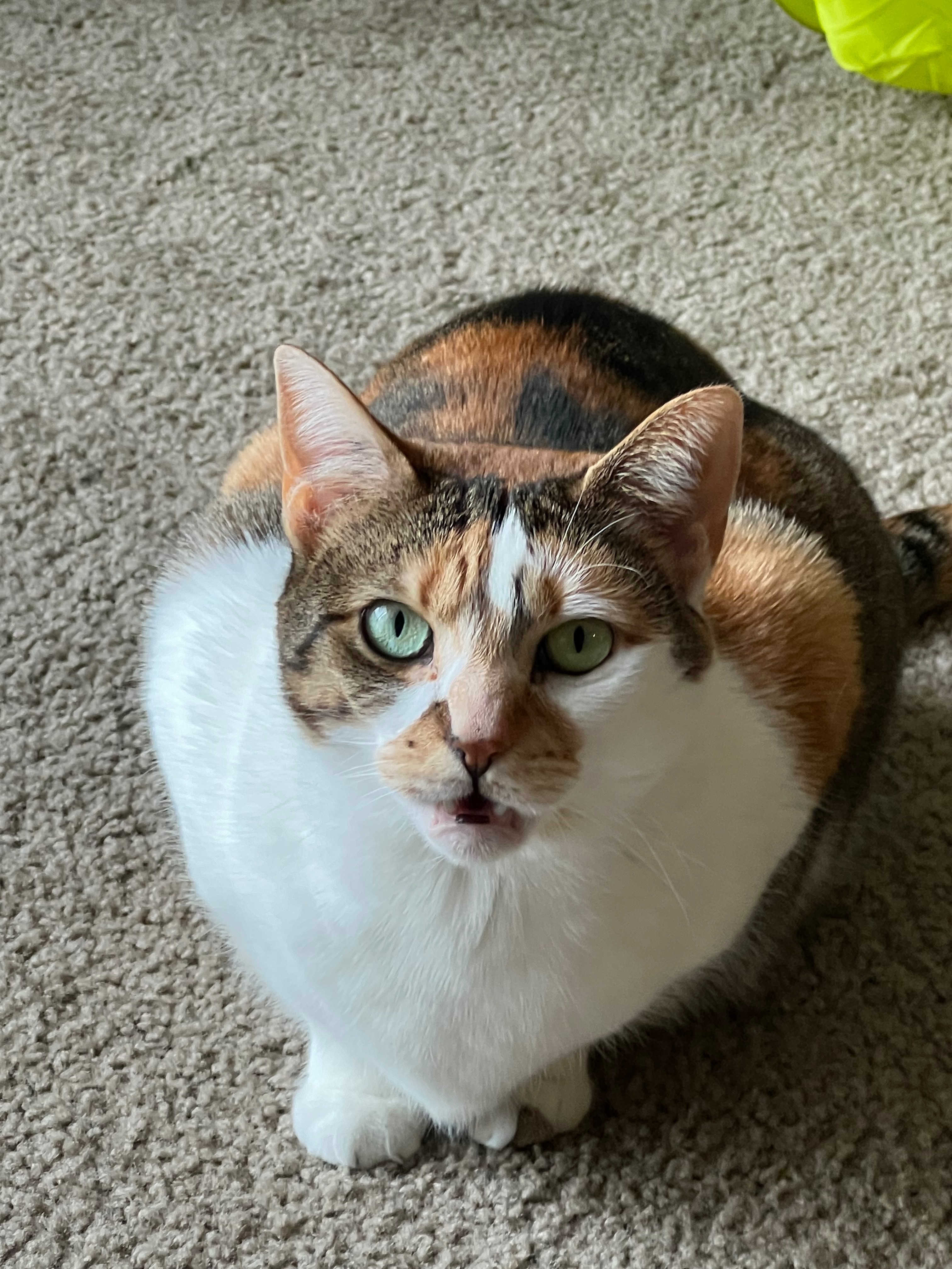 Support Pepper's Urgent Medical Needs campaign photo, 5 of 8
