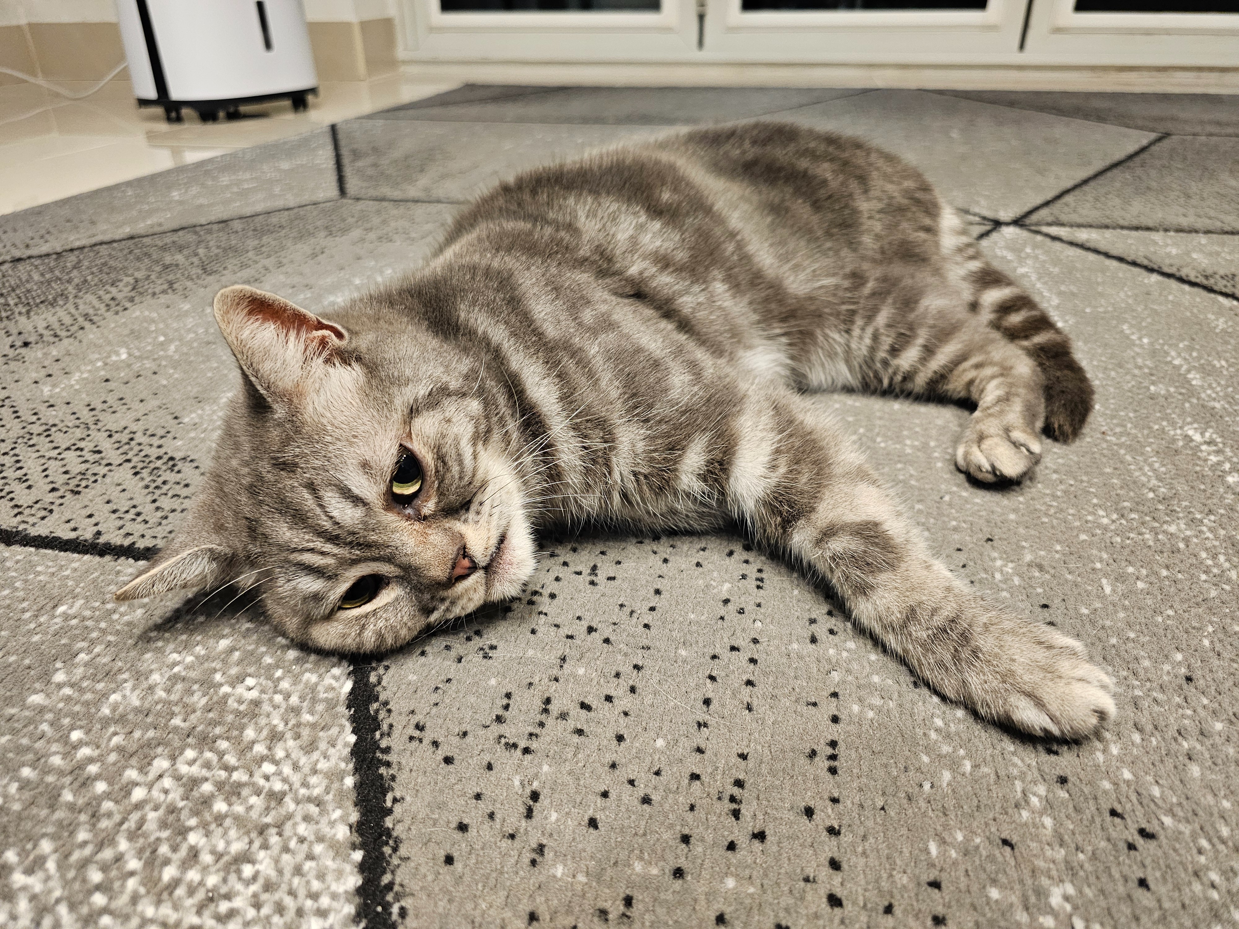 Prince is in Critical Condition - Needs Your Help Now campaign photo, 2 of 4
