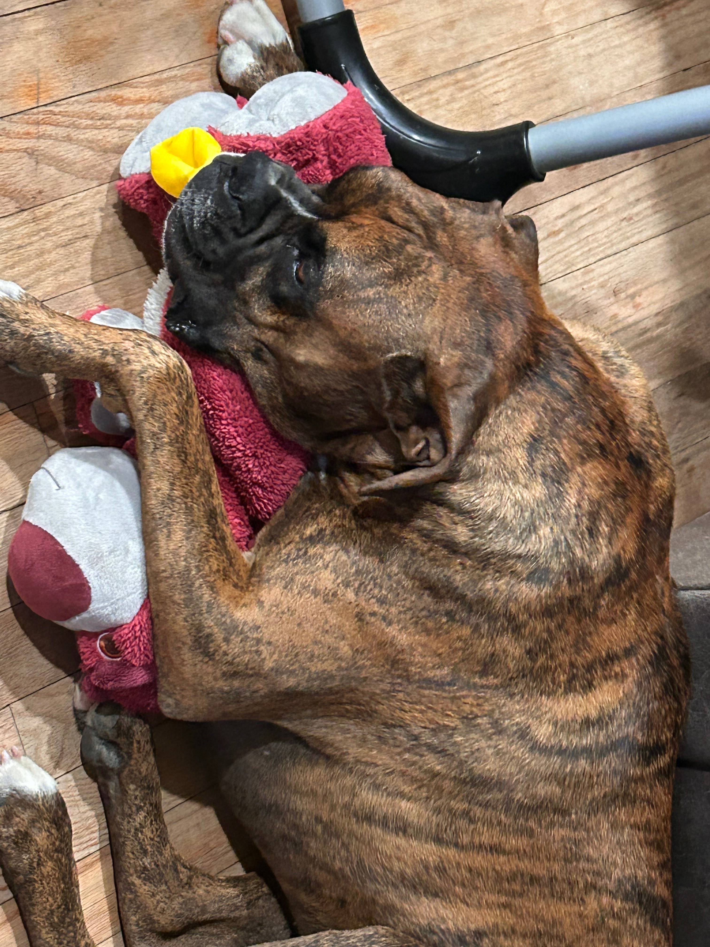 Help titan get his life saving surgery campaign photo, 2 of 8