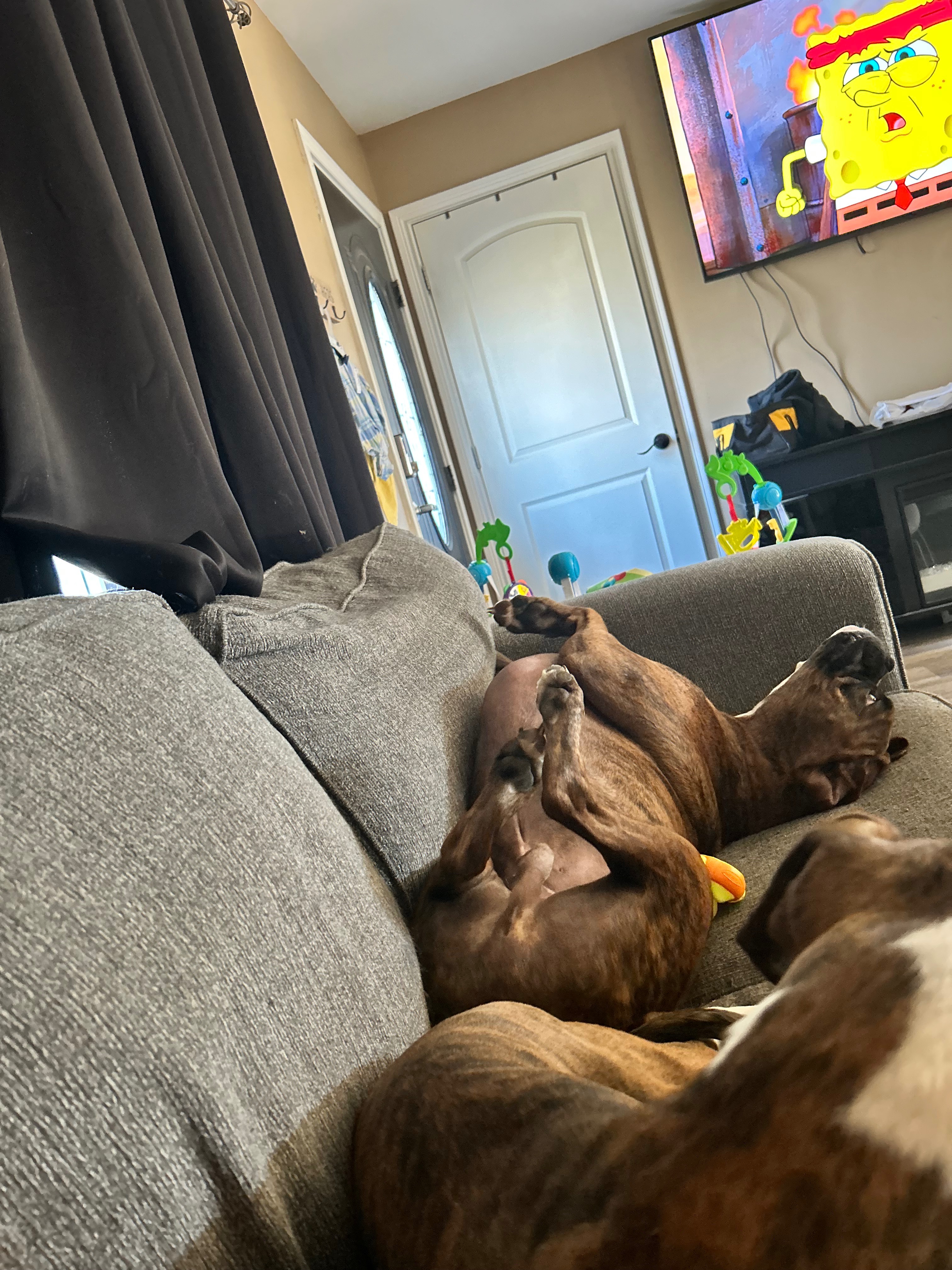 Help titan get his life saving surgery campaign photo, 4 of 8