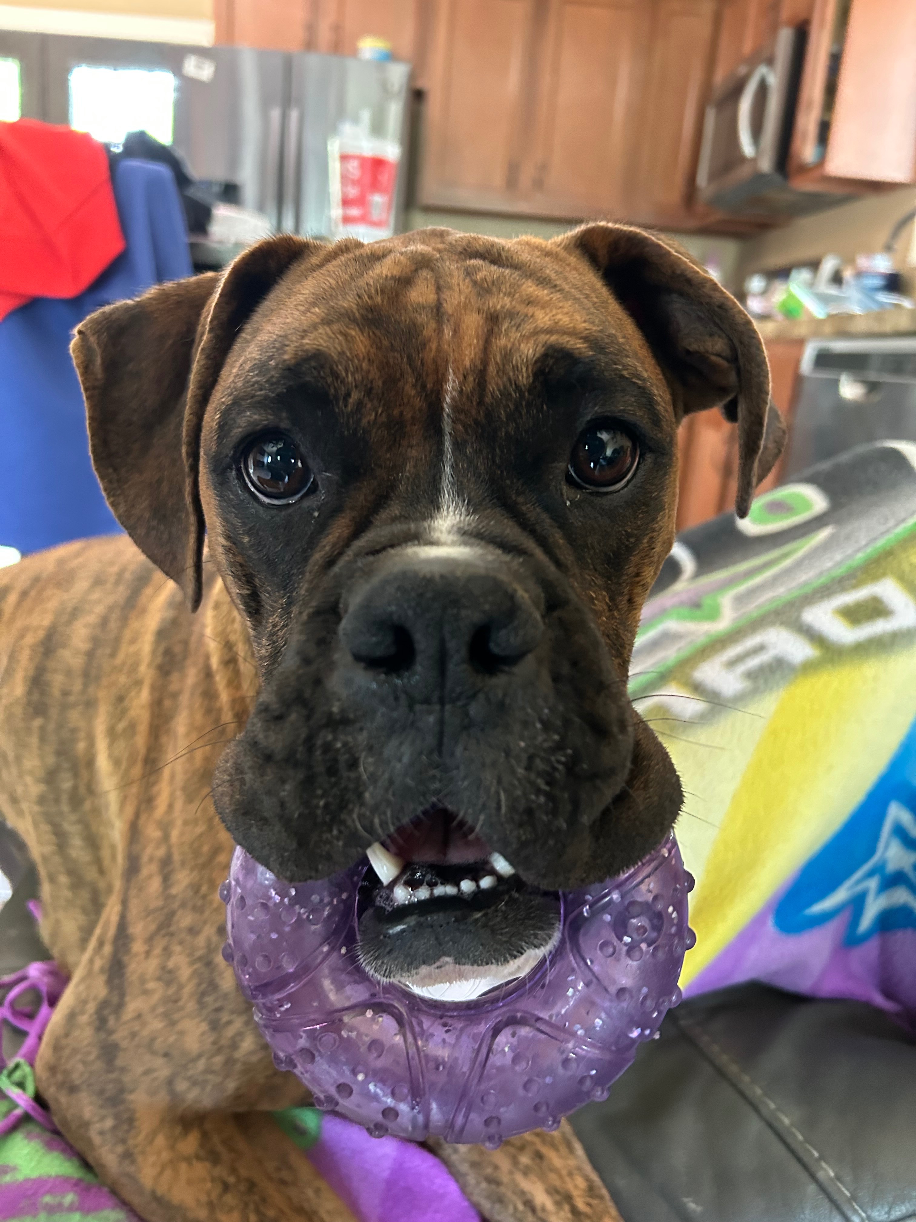 Help titan get his life saving surgery campaign photo, 5 of 8