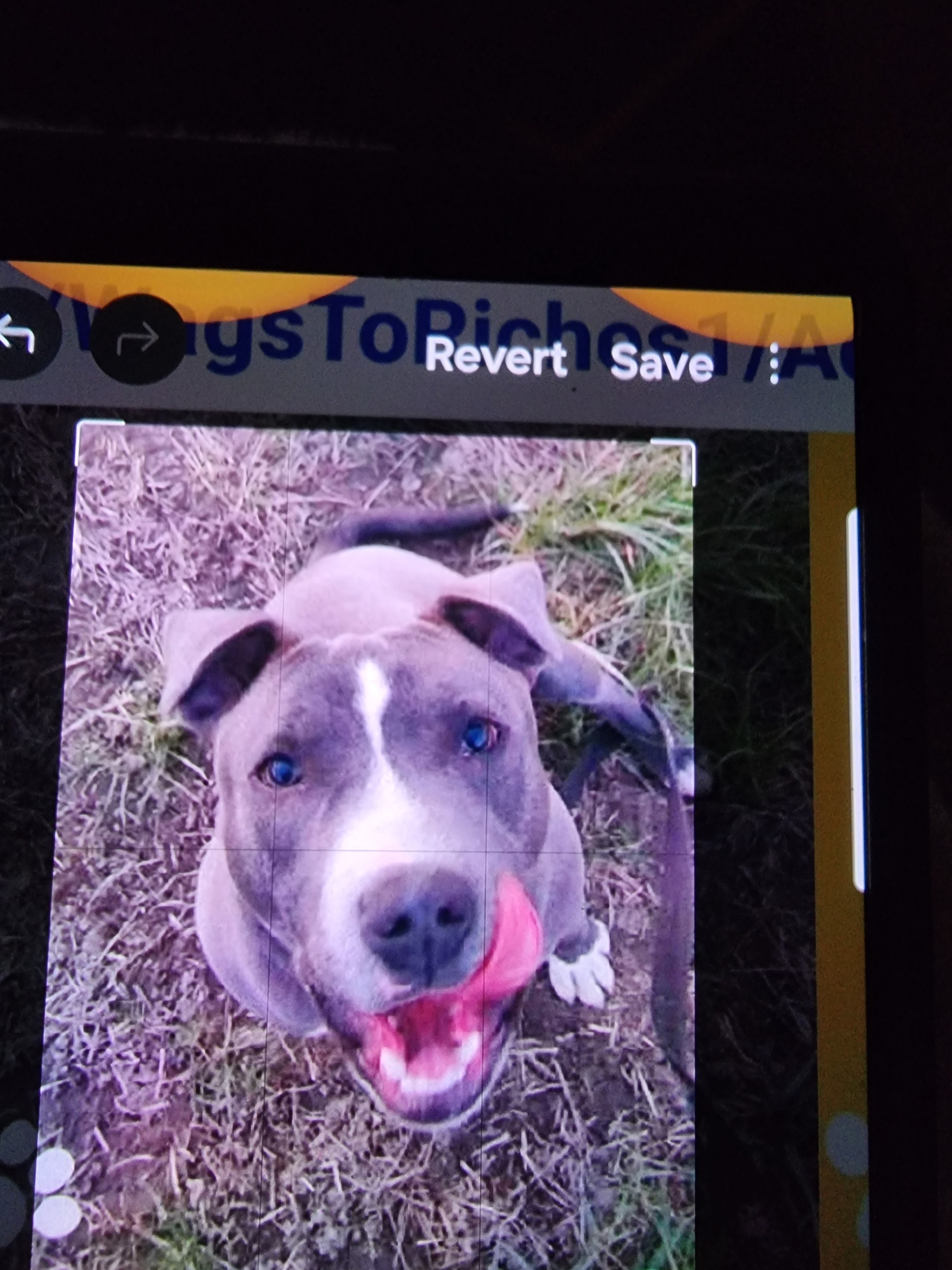 Recuse a dog campaign photo, 2 of 4