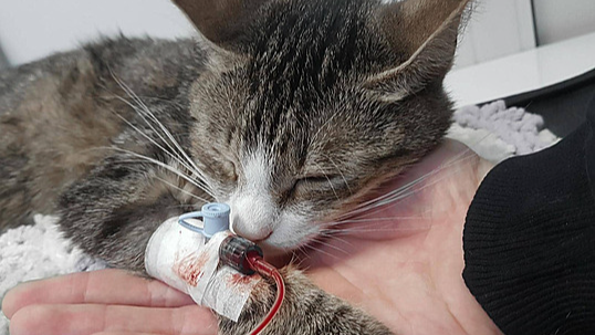 Save Bella: Urgent Medical Care Needed photo