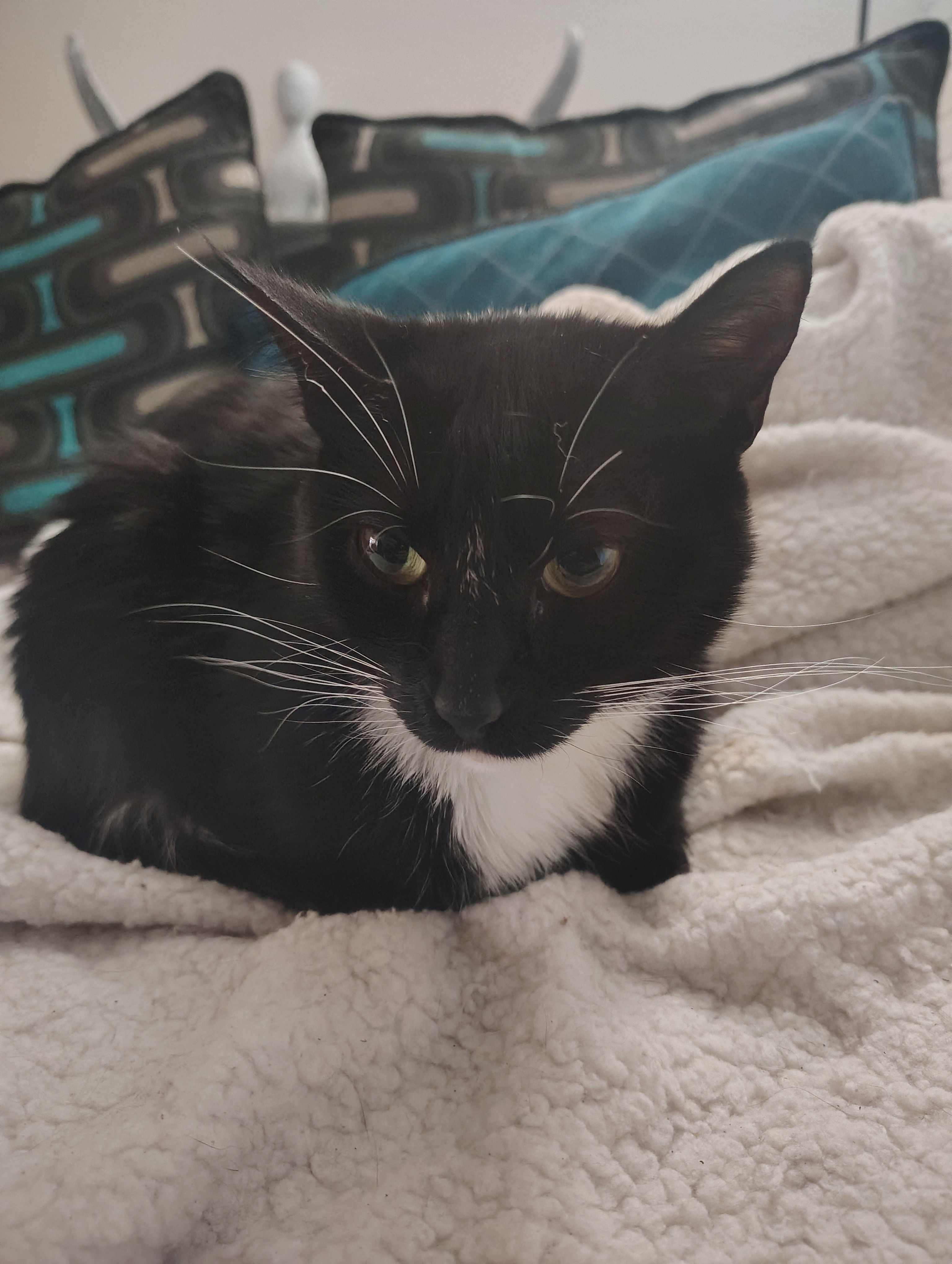 Help Sabrina Fight FIP: Urgent Medical Needs campaign photo, 2 of 5