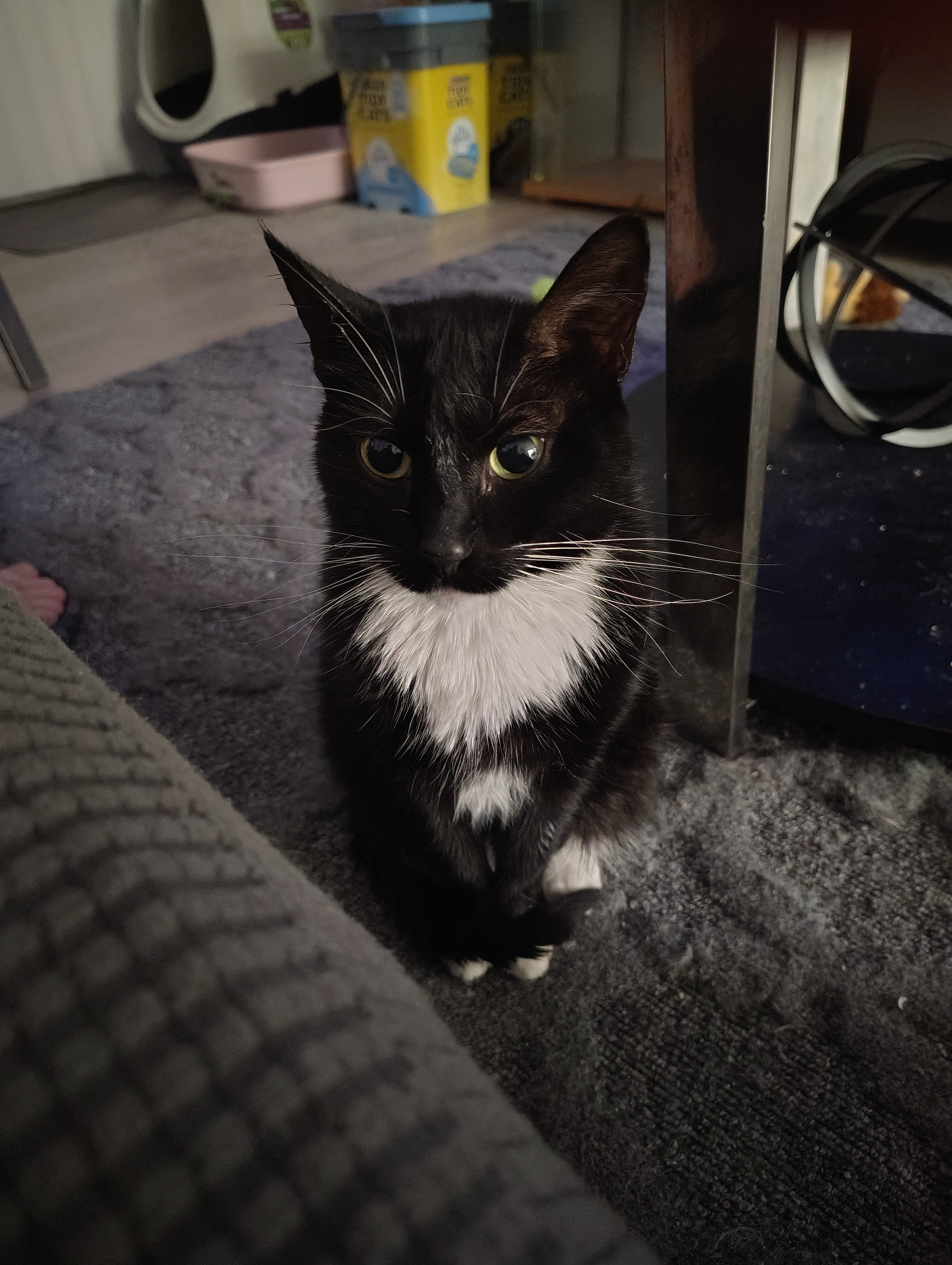 Help Sabrina Fight FIP: Urgent Medical Needs campaign photo, 4 of 5