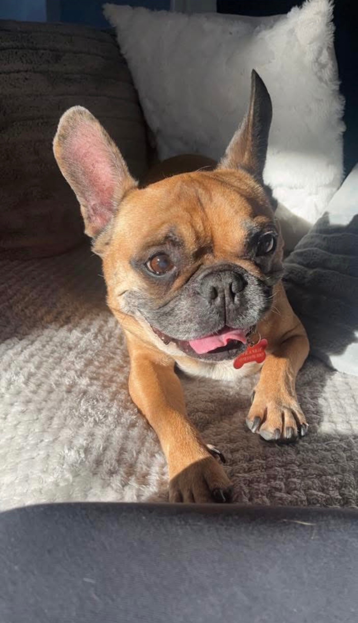 Frankie’s vet bills campaign photo, 2 of 6