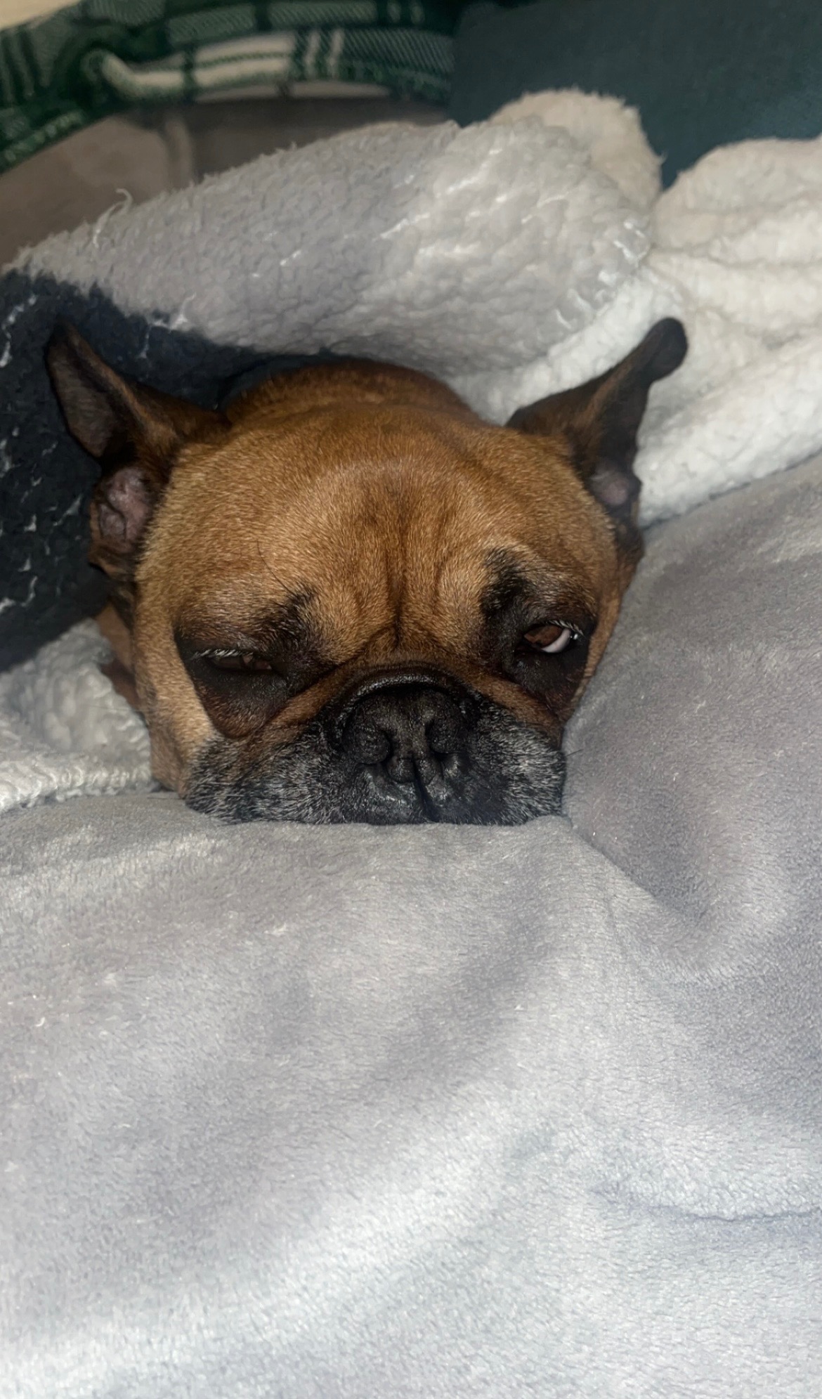 Frankie’s vet bills campaign photo, 5 of 6