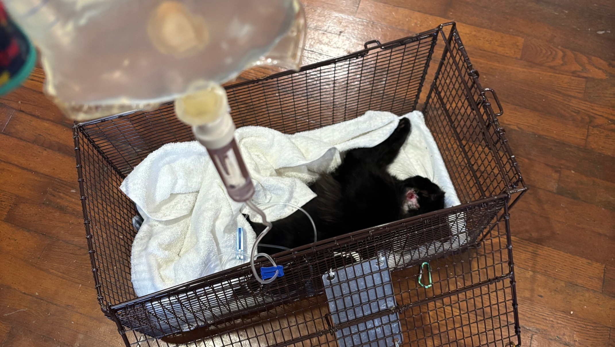 Support TNR and Medical Care for Community Cats photo