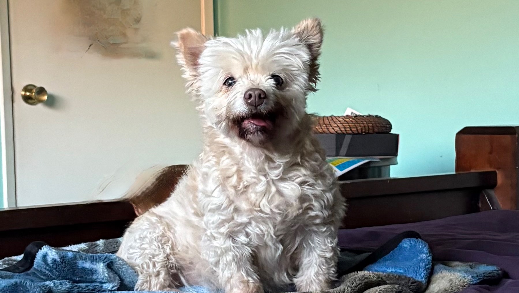 Donate for Apollo's Life-Saving Surgery