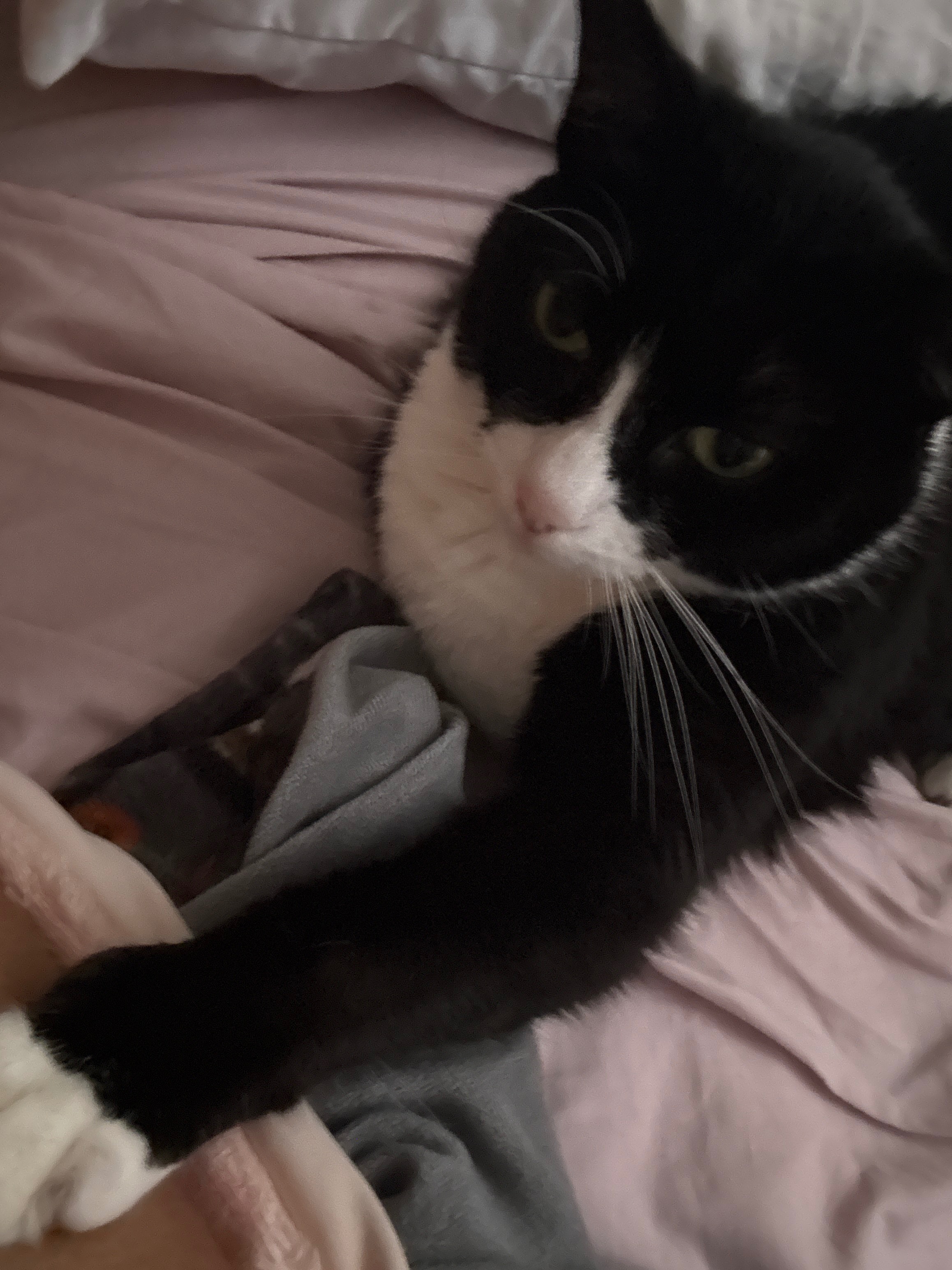 Save Opal: Emergency Surgery Needed campaign photo, 6 of 7