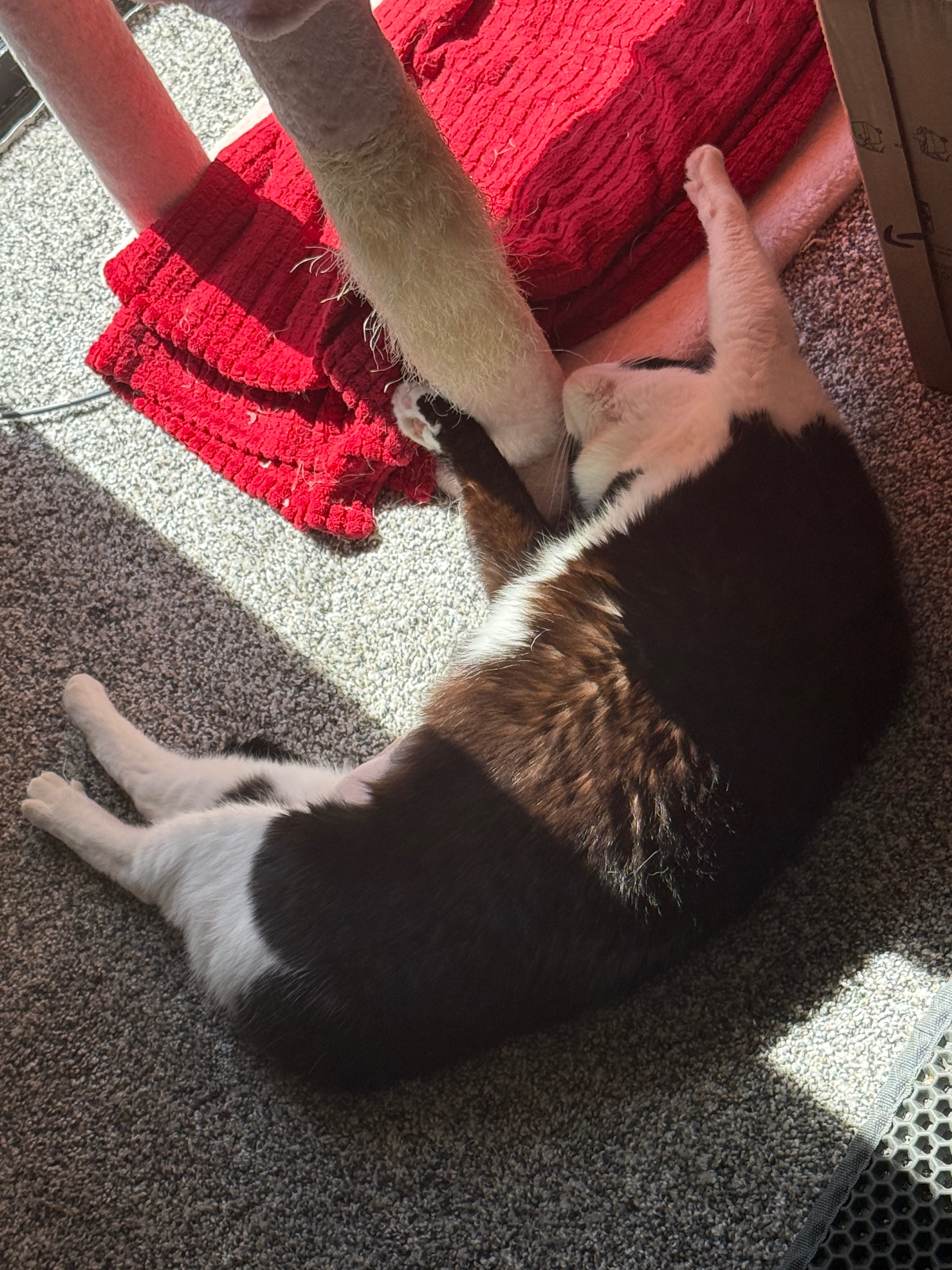 Save Opal: Emergency Surgery Needed campaign photo, 2 of 7