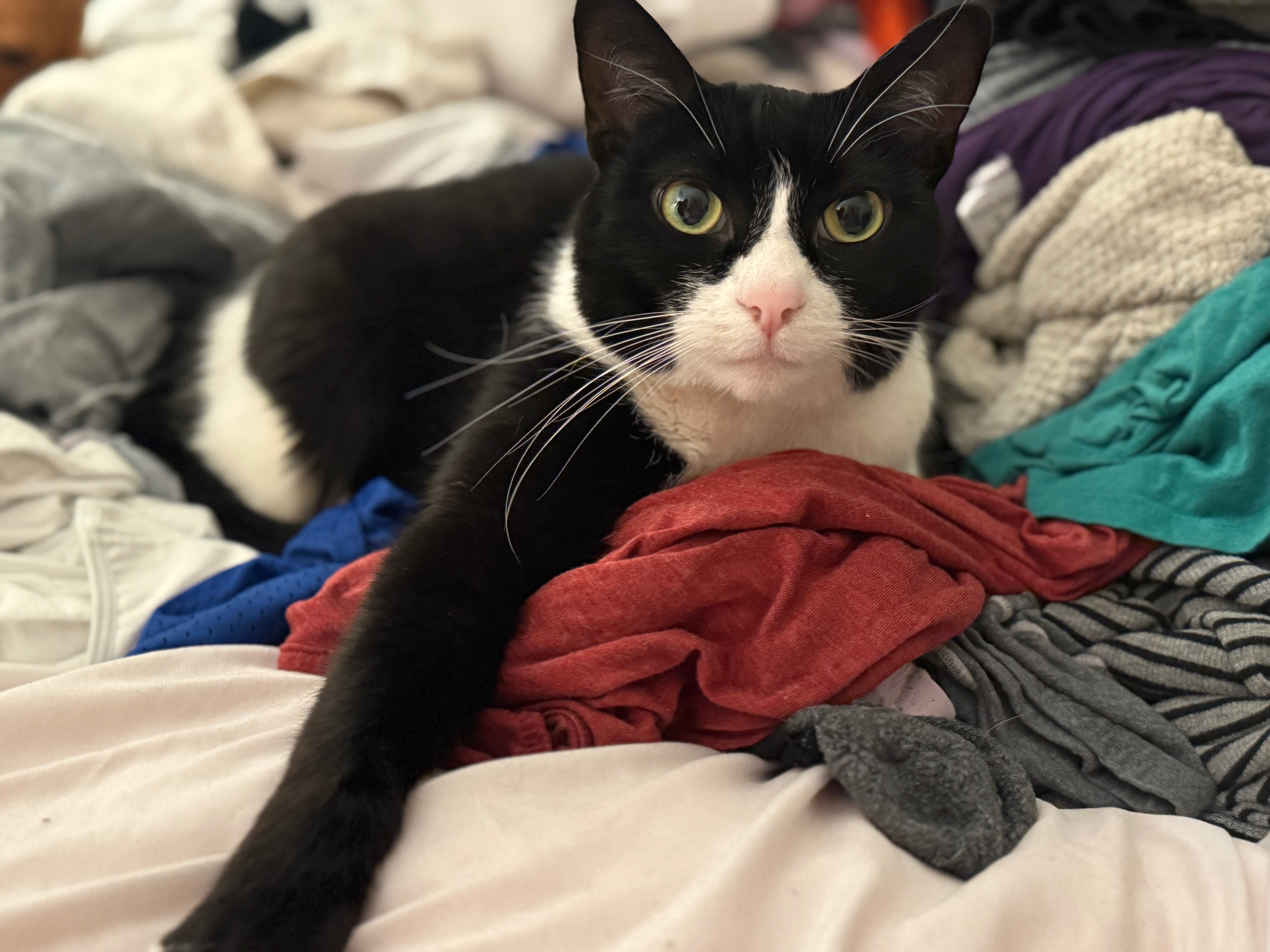 Save Opal: Emergency Surgery Needed campaign photo, 4 of 7
