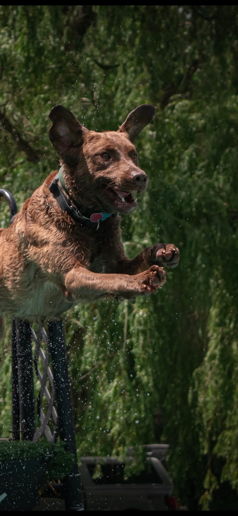 Help Gordie Recover: Support His Vet Care campaign photo, 6 of 7