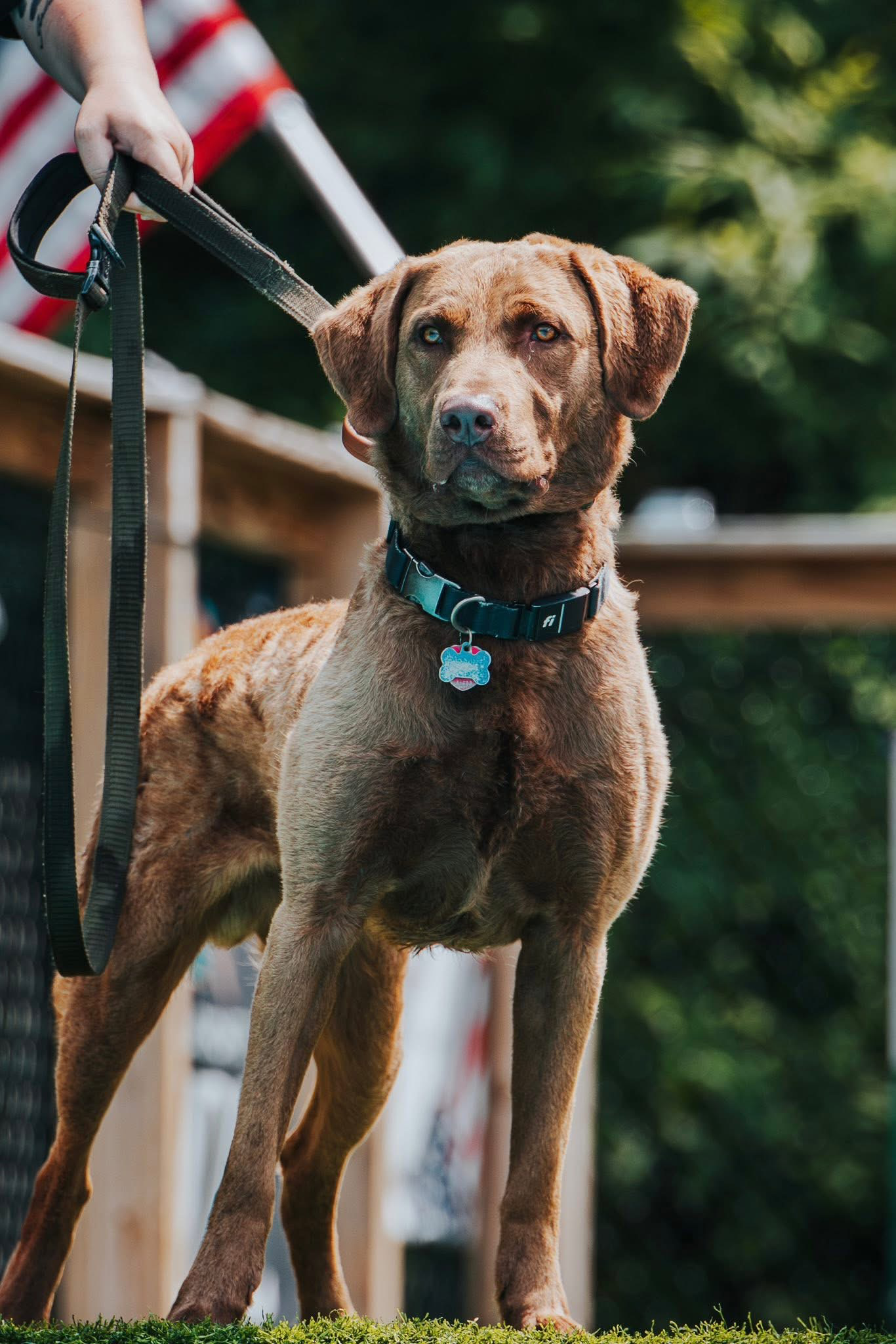 Help Gordie Recover: Support His Vet Care campaign photo, 2 of 7